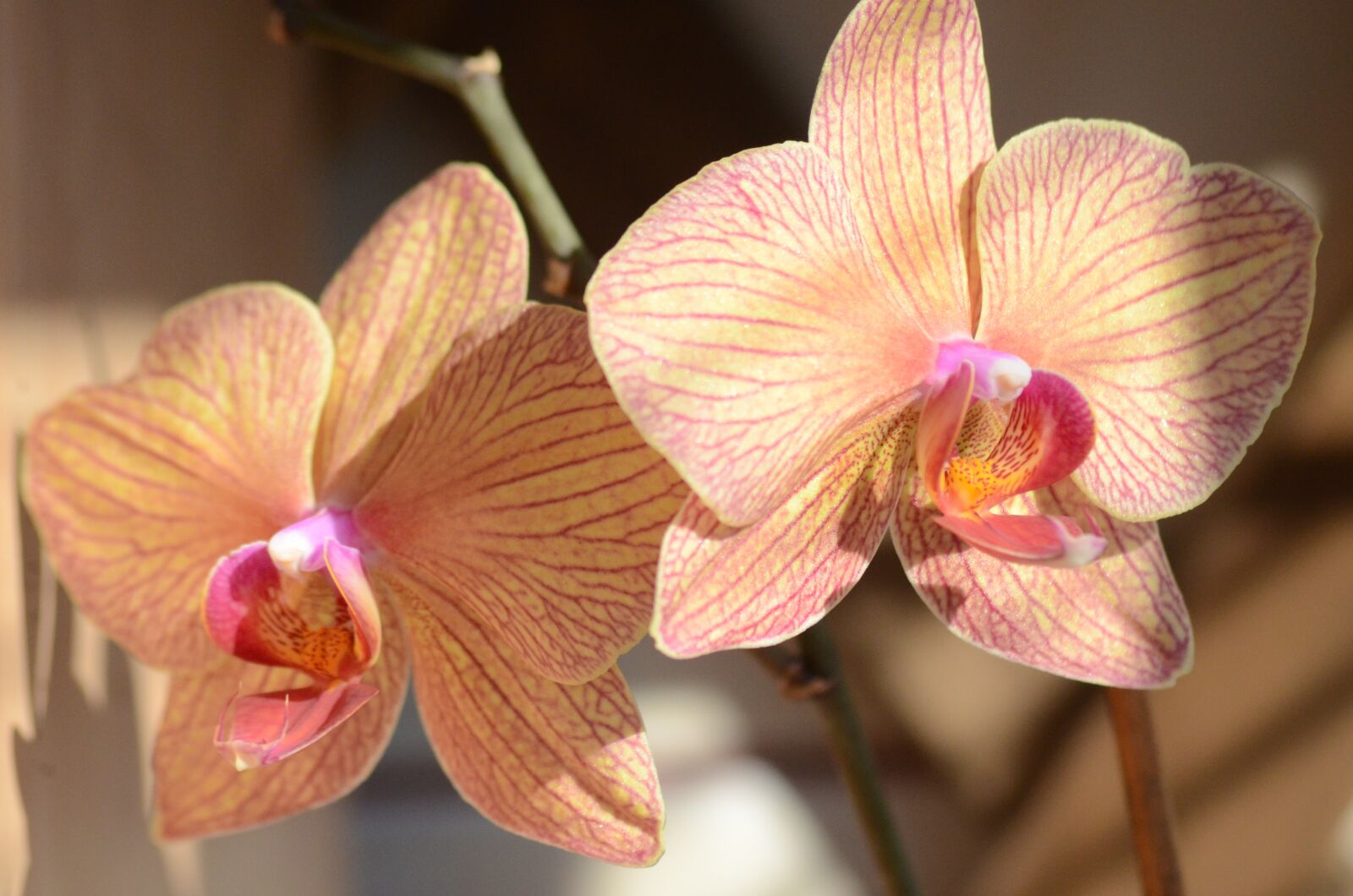 Nikon D5100 sample photo. Orchid, orange, exotic photography