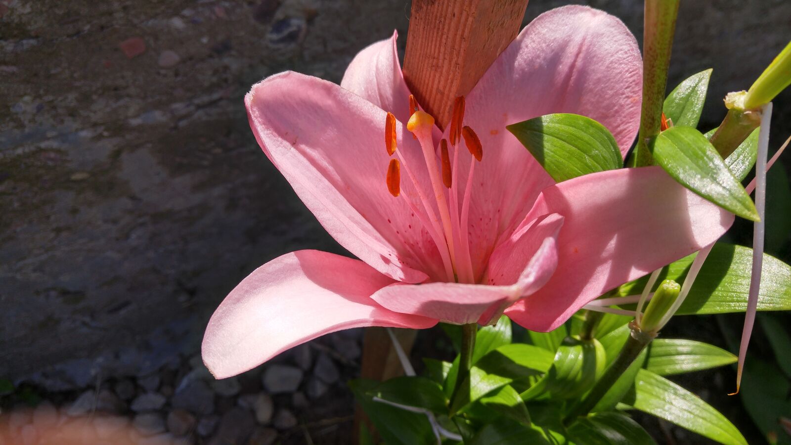 LG G4 sample photo. Just, beautiful, kvіtka photography