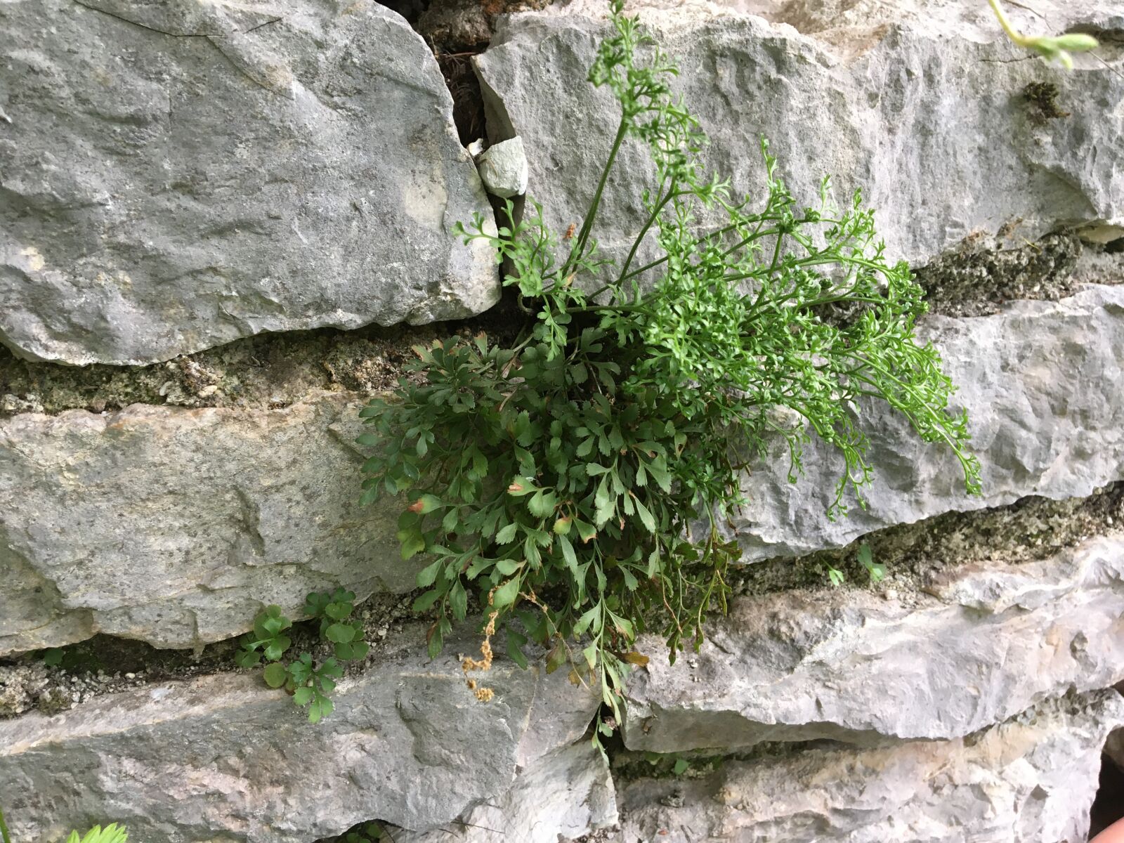 Apple iPhone 6s sample photo. Wall, sassi, stone photography