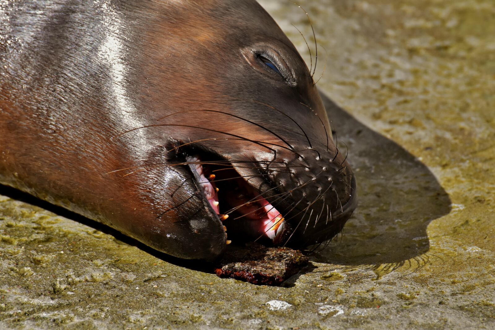 Nikon D7200 sample photo. Seal, sea lion, eat photography