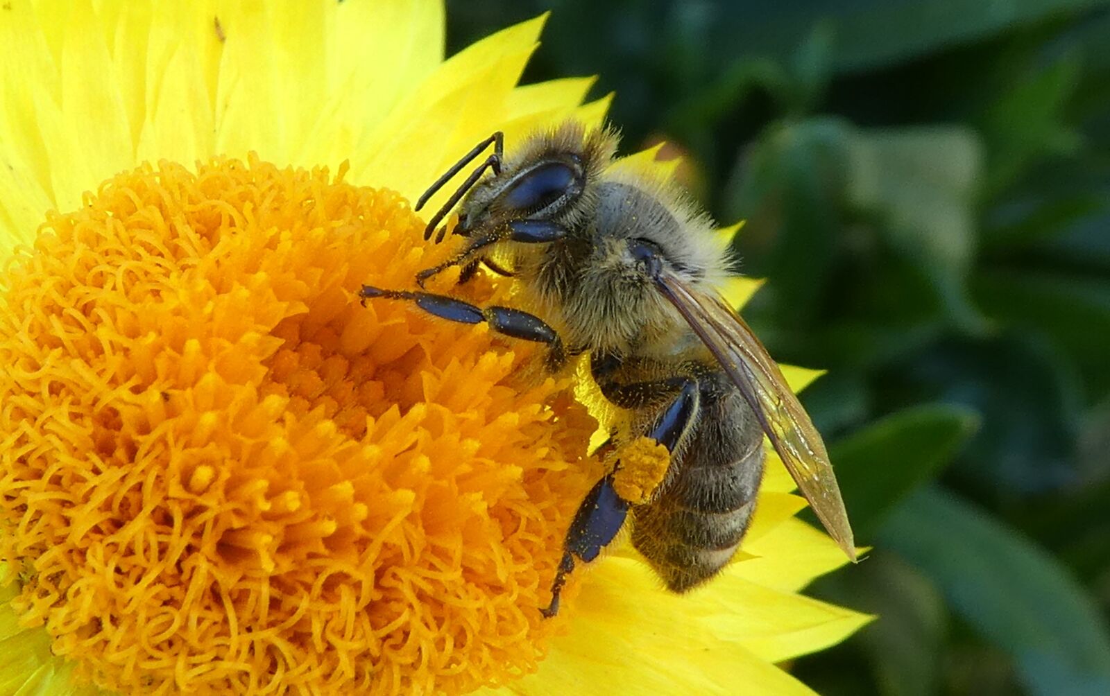Panasonic DMC-TZ81 sample photo. Bee, close up, collector photography