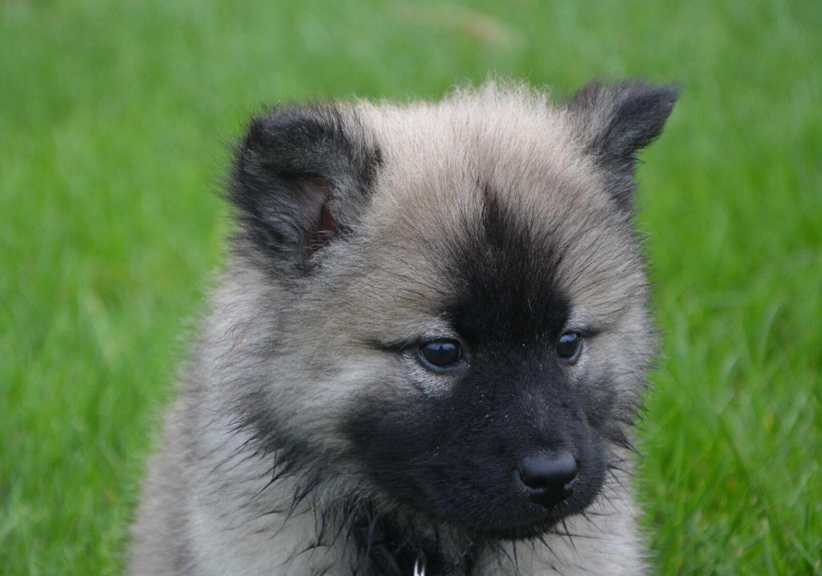 Nikon D5200 sample photo. Puppy, eurasier, head photography