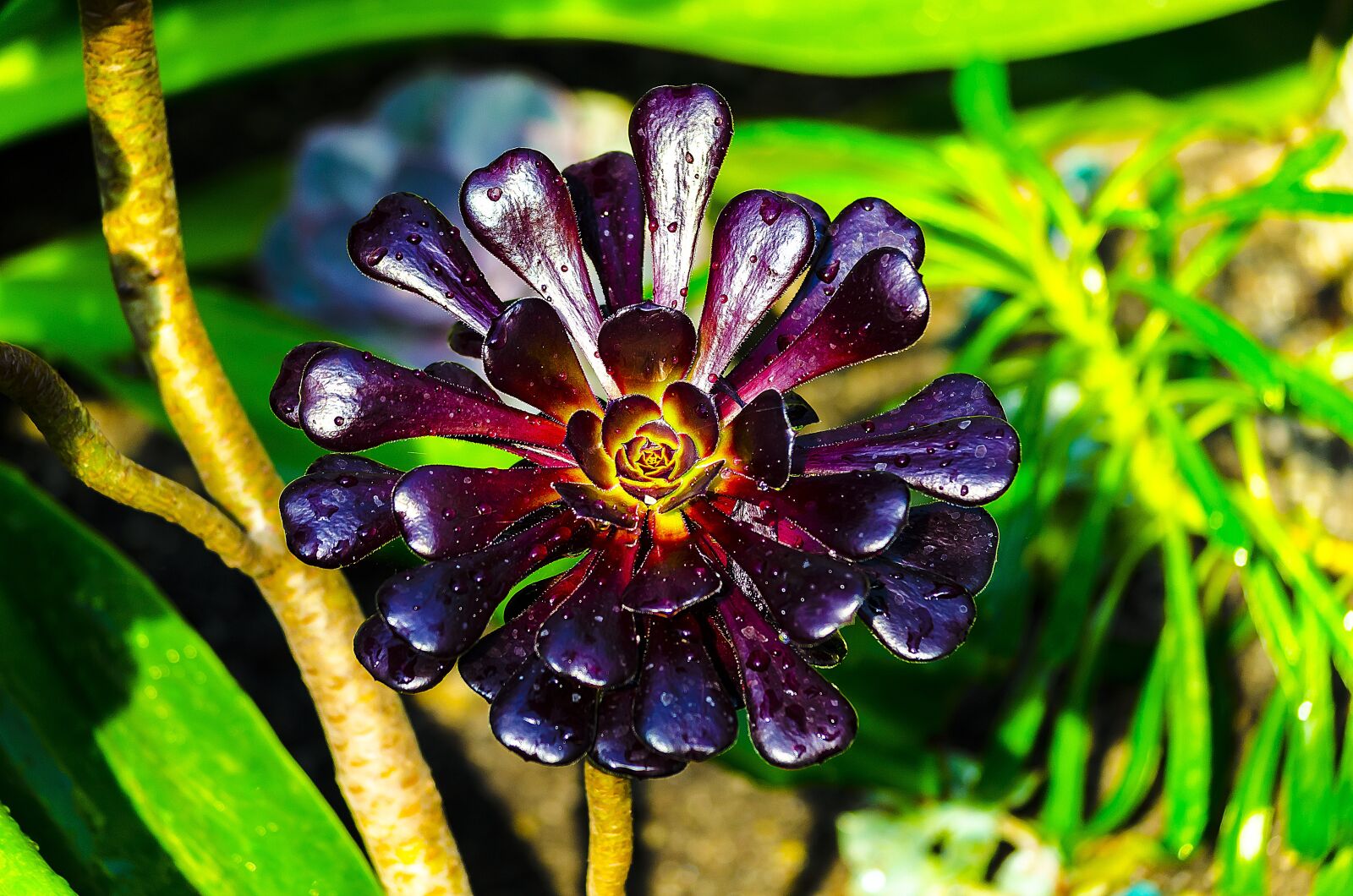 Nikon D7000 sample photo. Plant, nature, flower photography