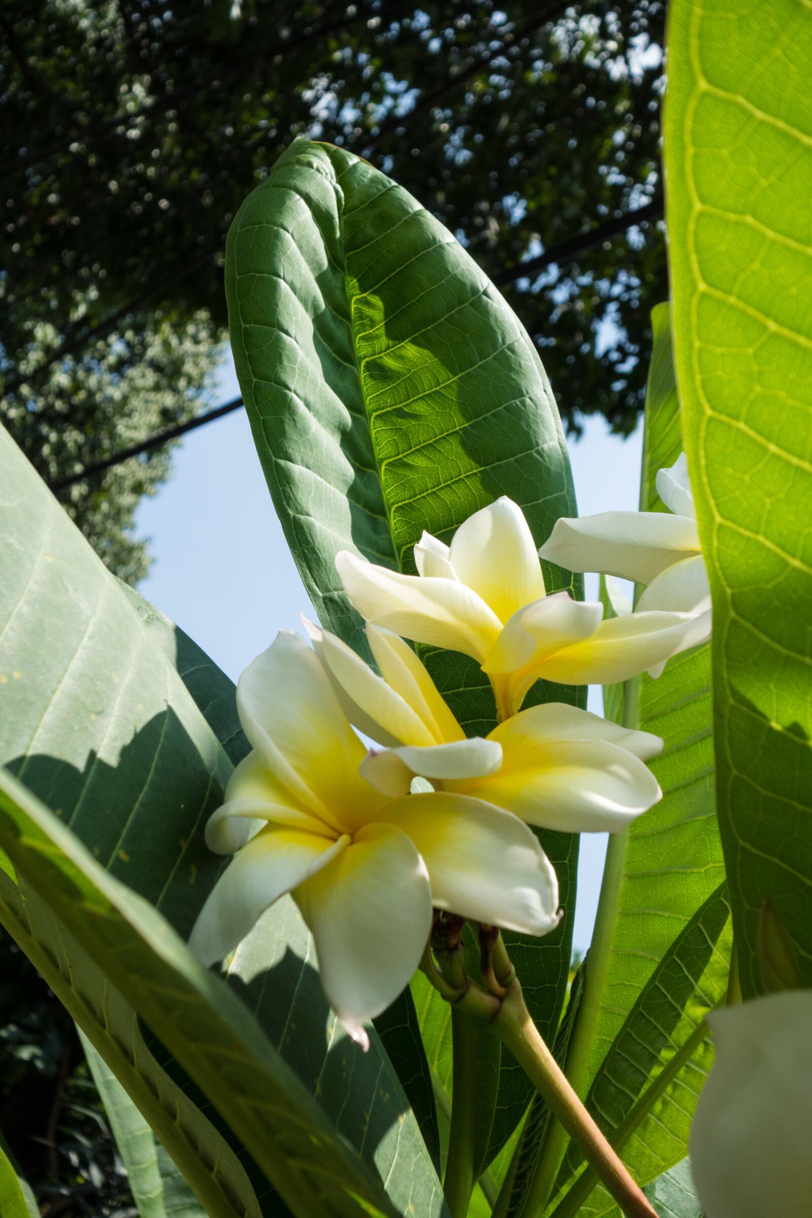 Sony Cyber-shot DSC-RX100 sample photo. Flower, malaysia, white photography