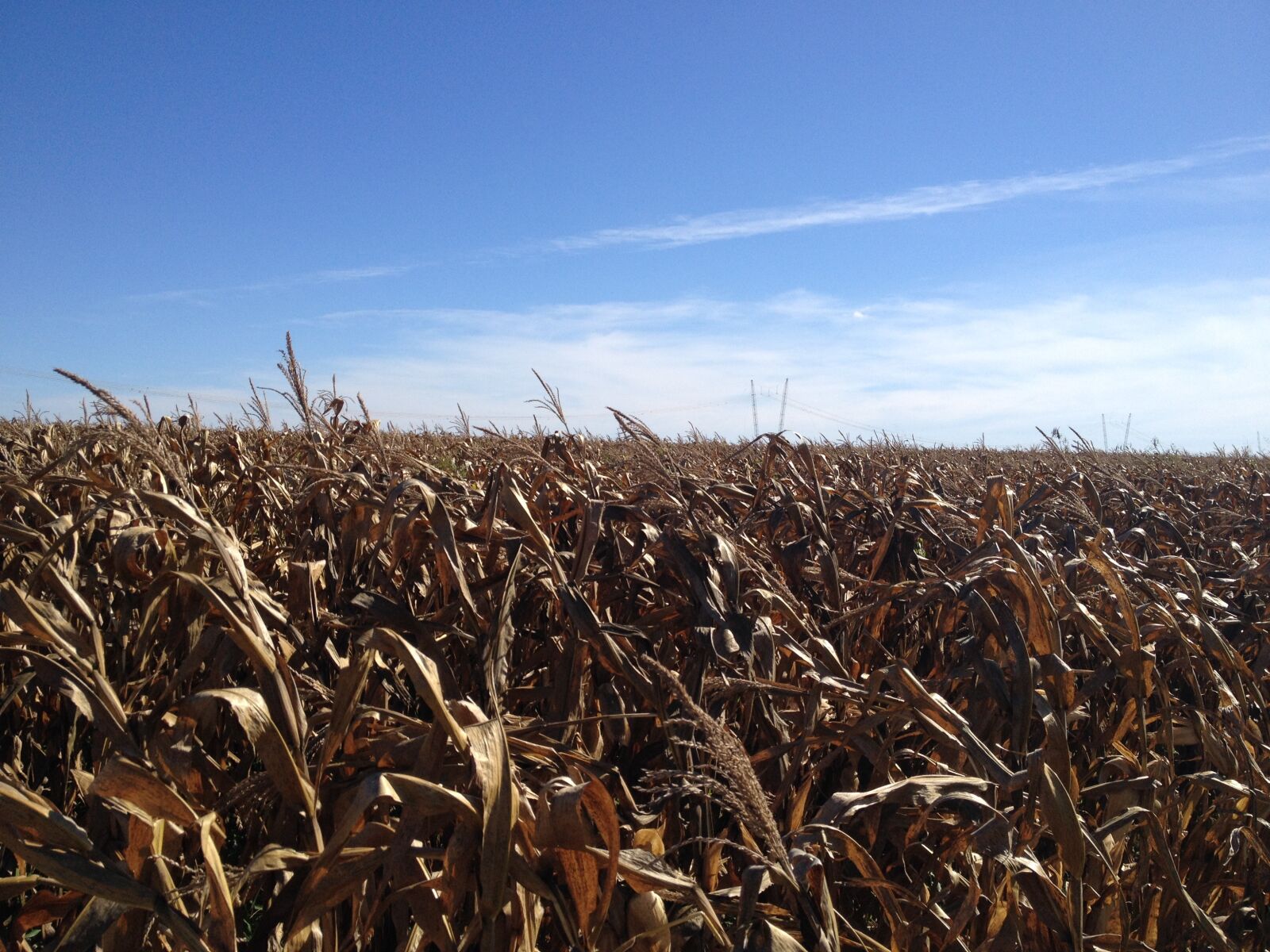 iPhone 4S back camera 4.28mm f/2.4 sample photo. Corn, bsb, vintage photography