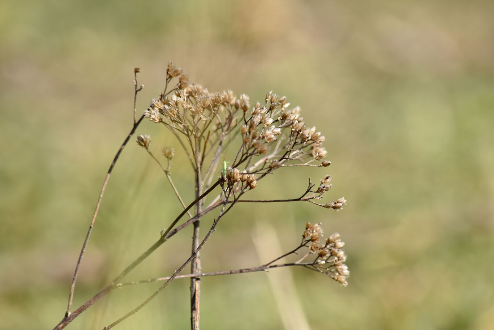 Nikon D5500 sample photo. Dry, summer, herb, plant photography