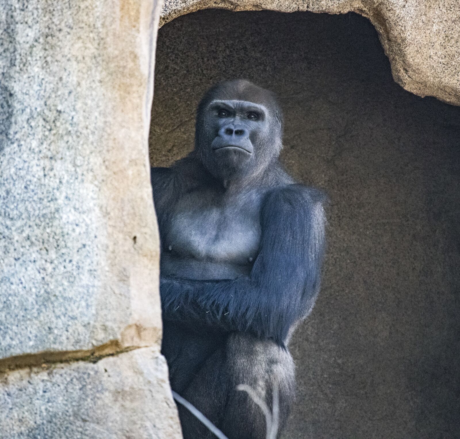 Canon EF 100-400mm F4.5-5.6L IS USM sample photo. Animal, primate, monkey photography