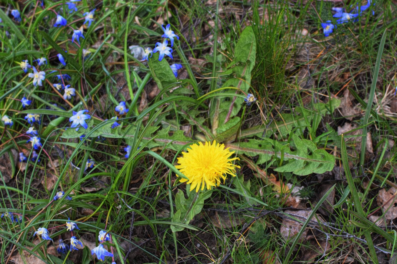 Nikon D5300 sample photo. Dandelion, flower, nature photography