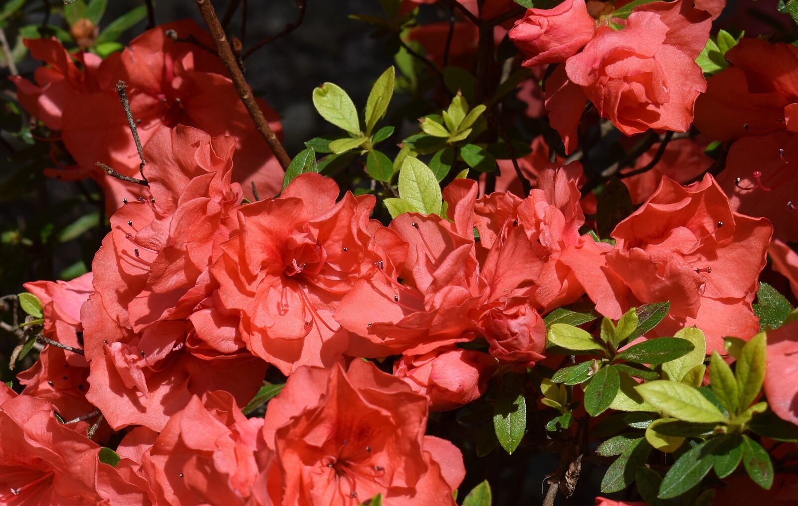 Nikon D3300 sample photo. Orange azalea, azalea, flower photography