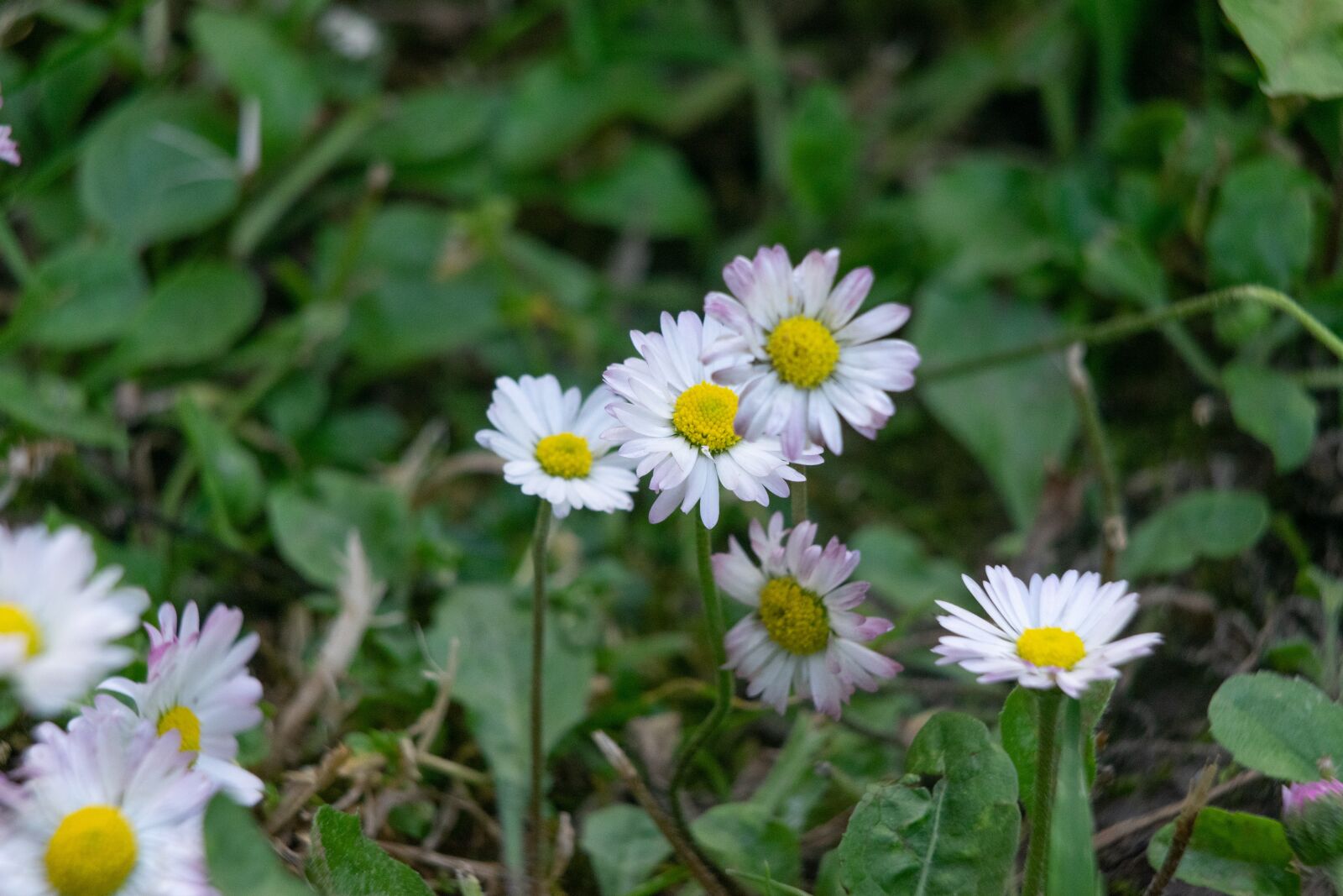 Nikon D3300 sample photo. Flower, garden, nature photography