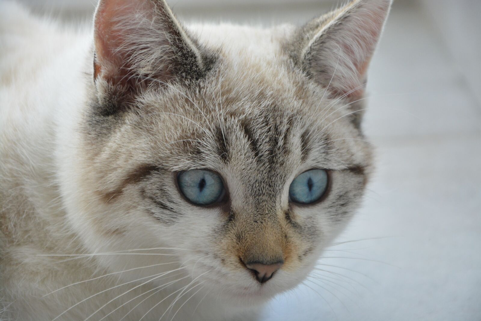 Nikon D5200 sample photo. Cat, pussy, young cat photography