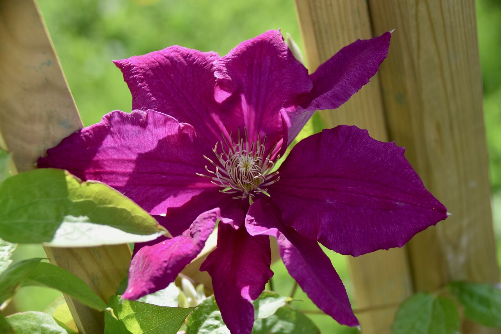 Nikon D5600 sample photo. Flower, flower of clematis photography