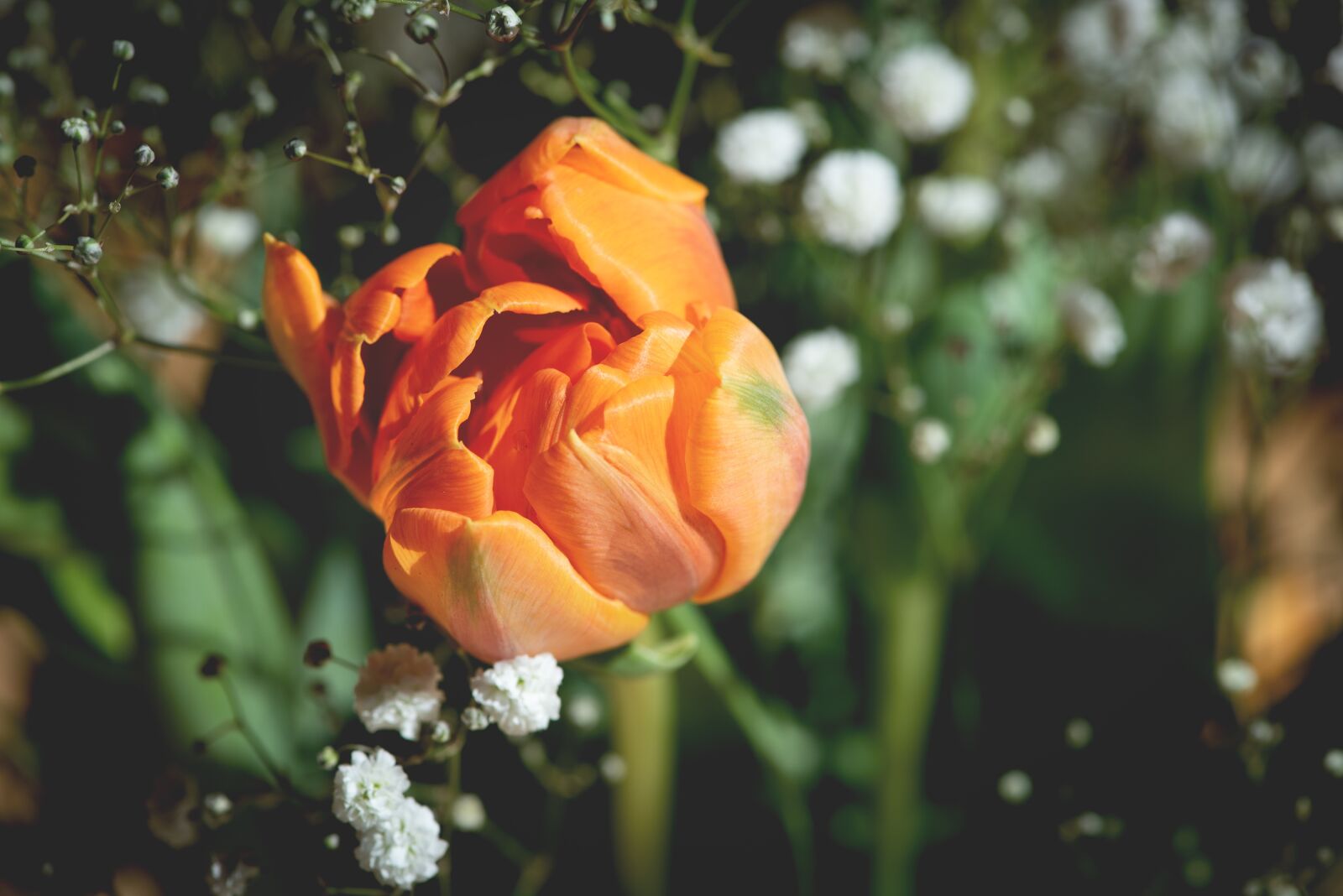 Nikon D750 sample photo. Tulip, flower, blossom photography
