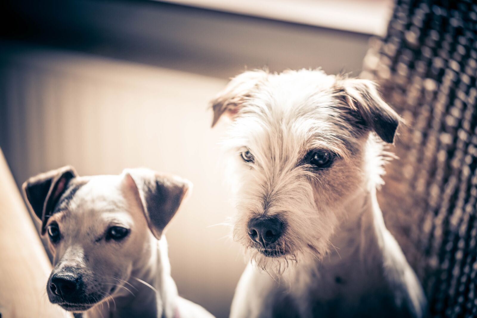 Nikon D750 sample photo. Dogs, pets, jack russell photography