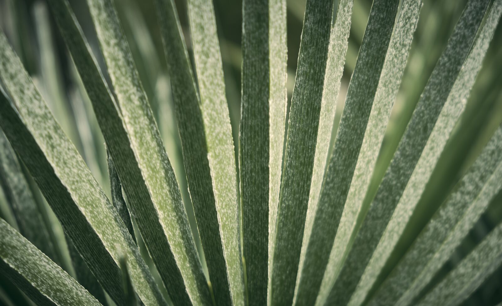 Fujifilm XF 18-55mm F2.8-4 R LM OIS sample photo. Palm, subjects, leaves photography