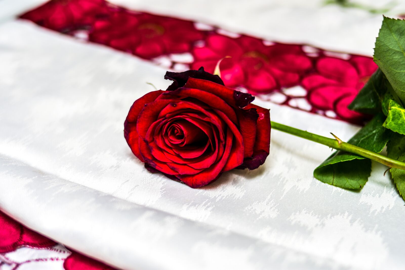 Nikon D3400 sample photo. Rosa, flower, love photography