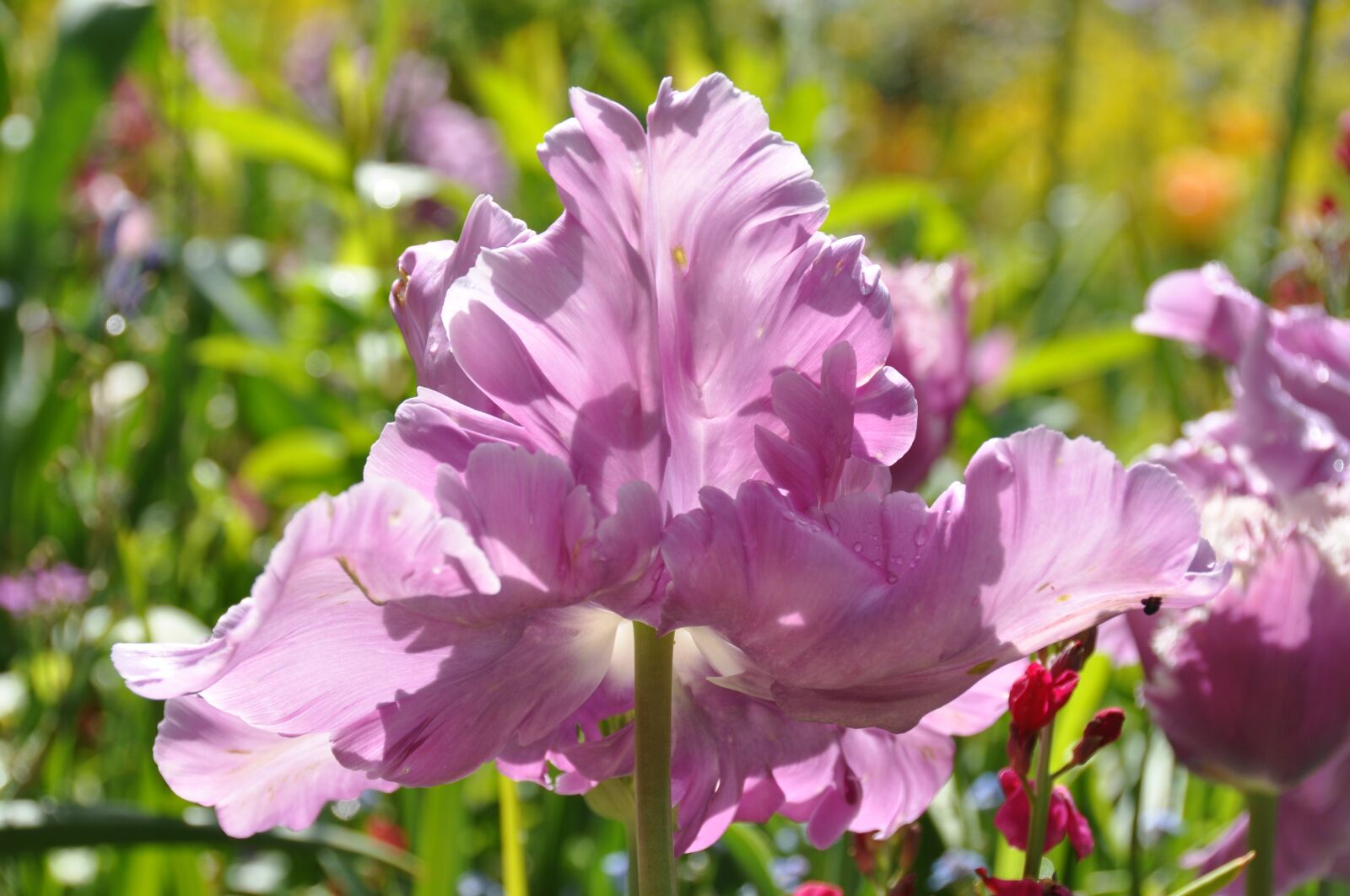 Nikon D90 sample photo. Tulips, garden, flower photography