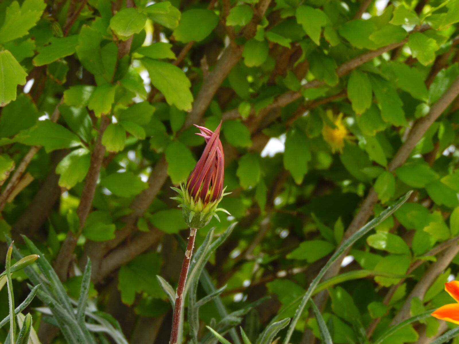 Samsung WB1100F/WB1101F/WB1102F sample photo