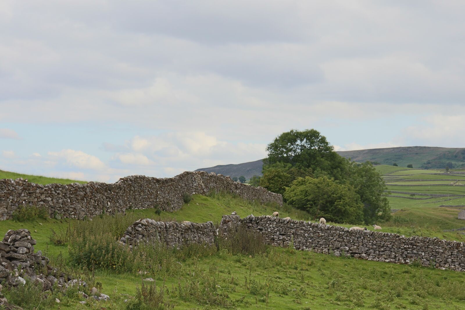 Canon EOS 77D (EOS 9000D / EOS 770D) sample photo. Substantiate, dry tree walls photography