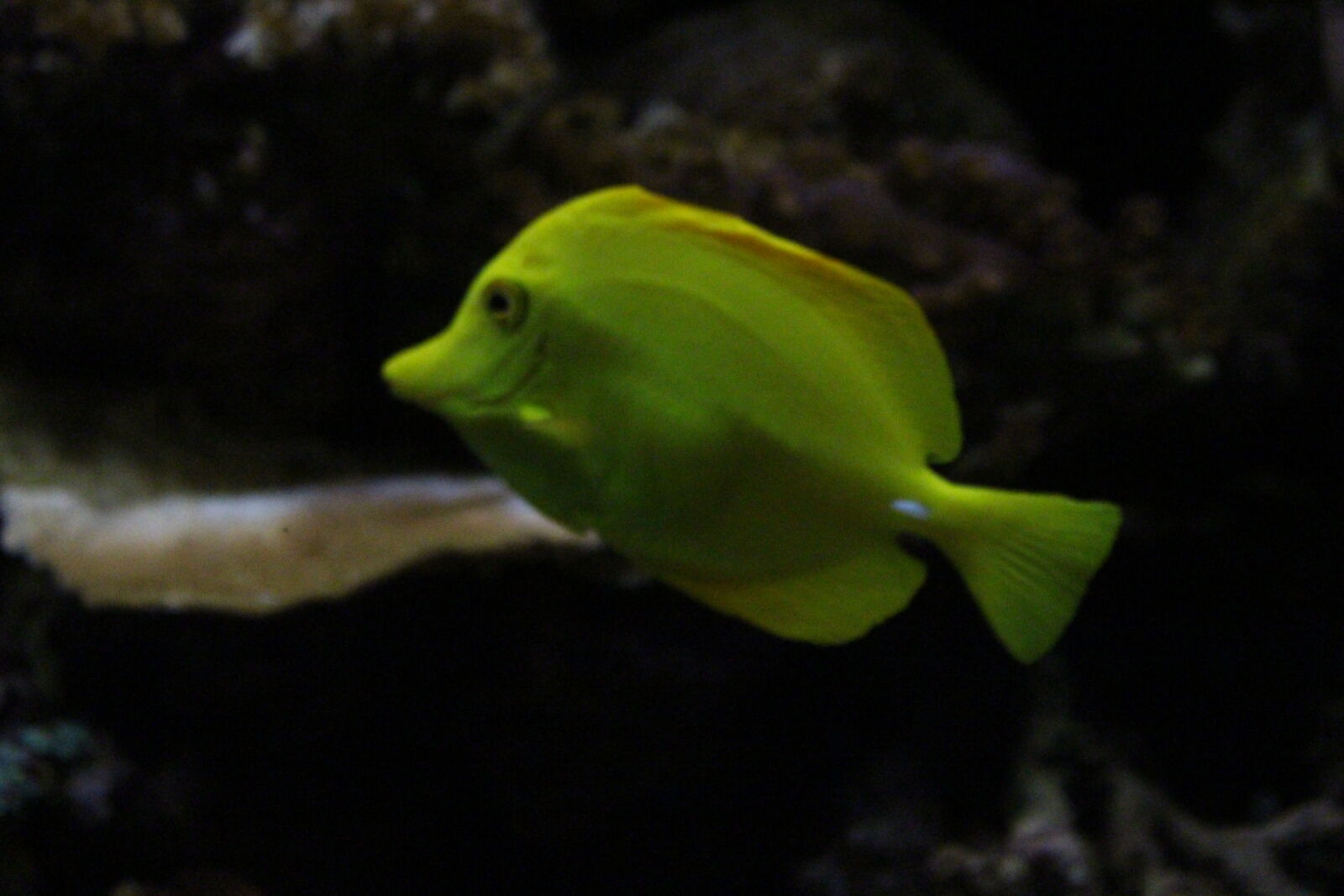 Canon EOS 700D (EOS Rebel T5i / EOS Kiss X7i) sample photo. Colorful, fish, pretty, tank photography