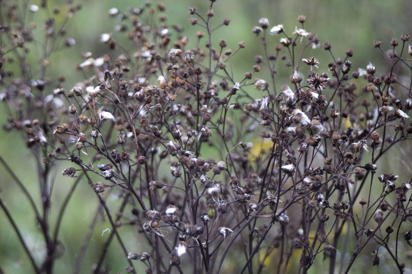 Canon EOS 600D (Rebel EOS T3i / EOS Kiss X5) sample photo. Plant, inflorescence, macro photography