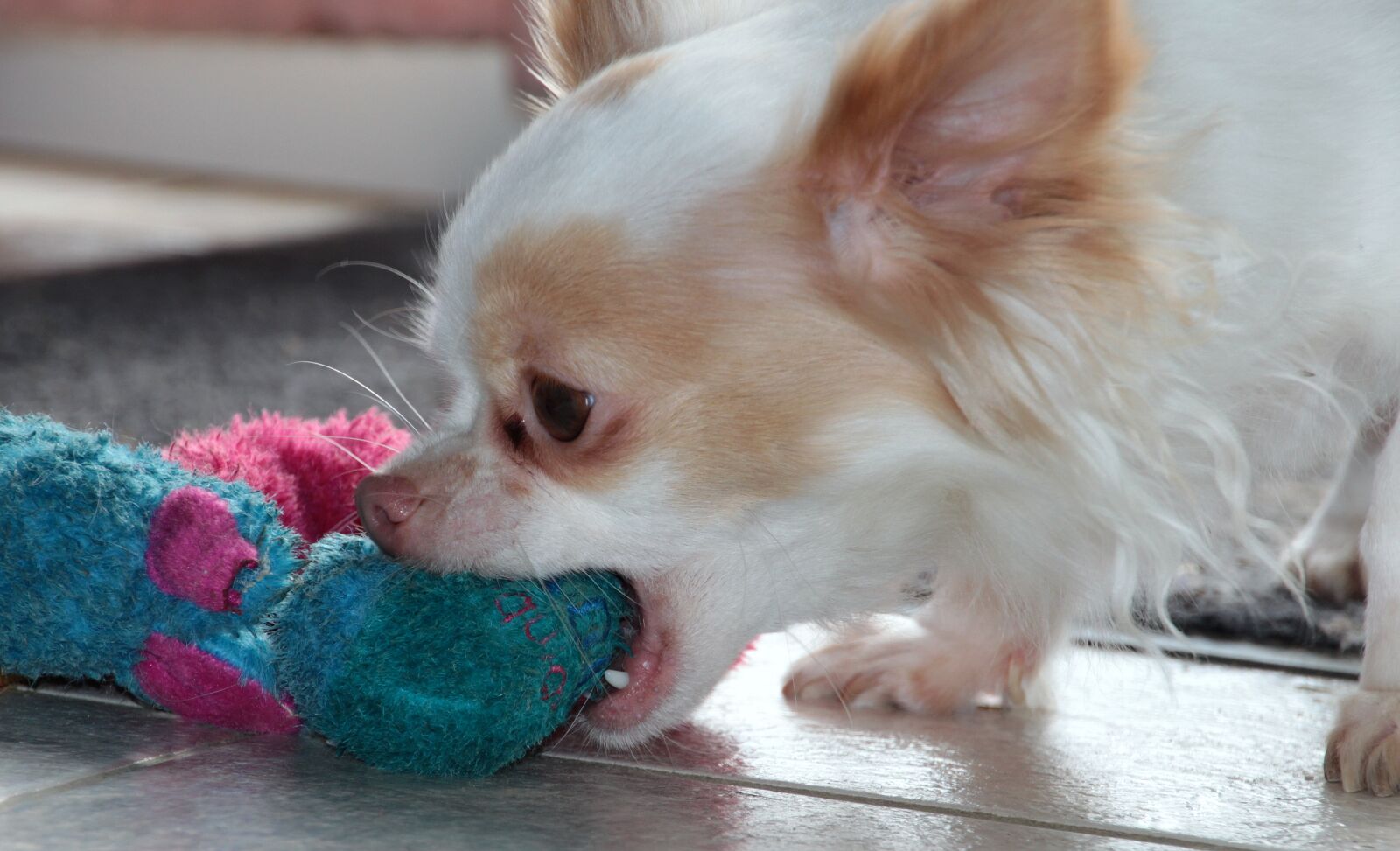 Canon EOS 650D (EOS Rebel T4i / EOS Kiss X6i) sample photo. Dog, chihuahua, white brown photography