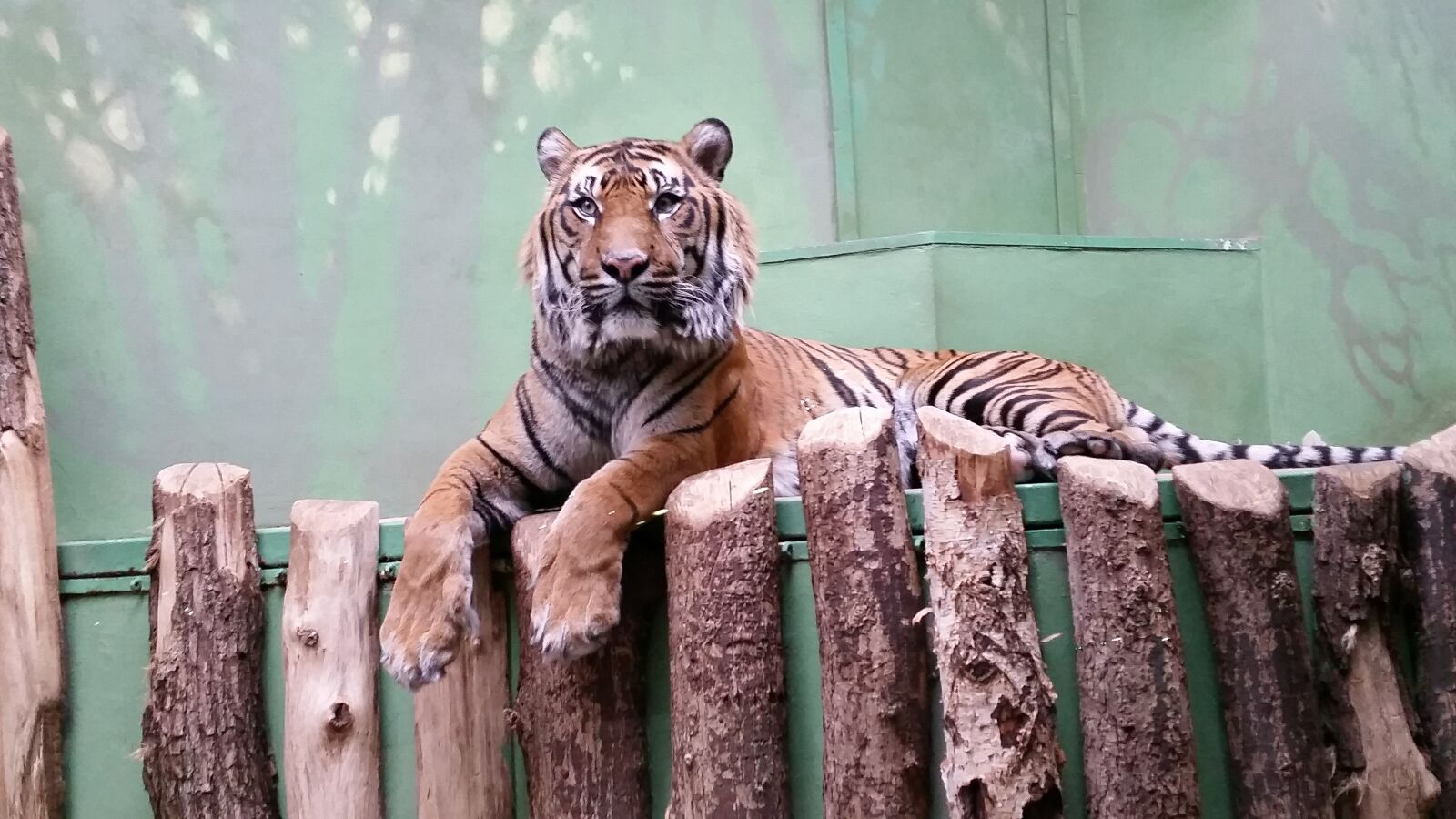 Samsung Galaxy S5 sample photo. Tiger, zoo, animal photography