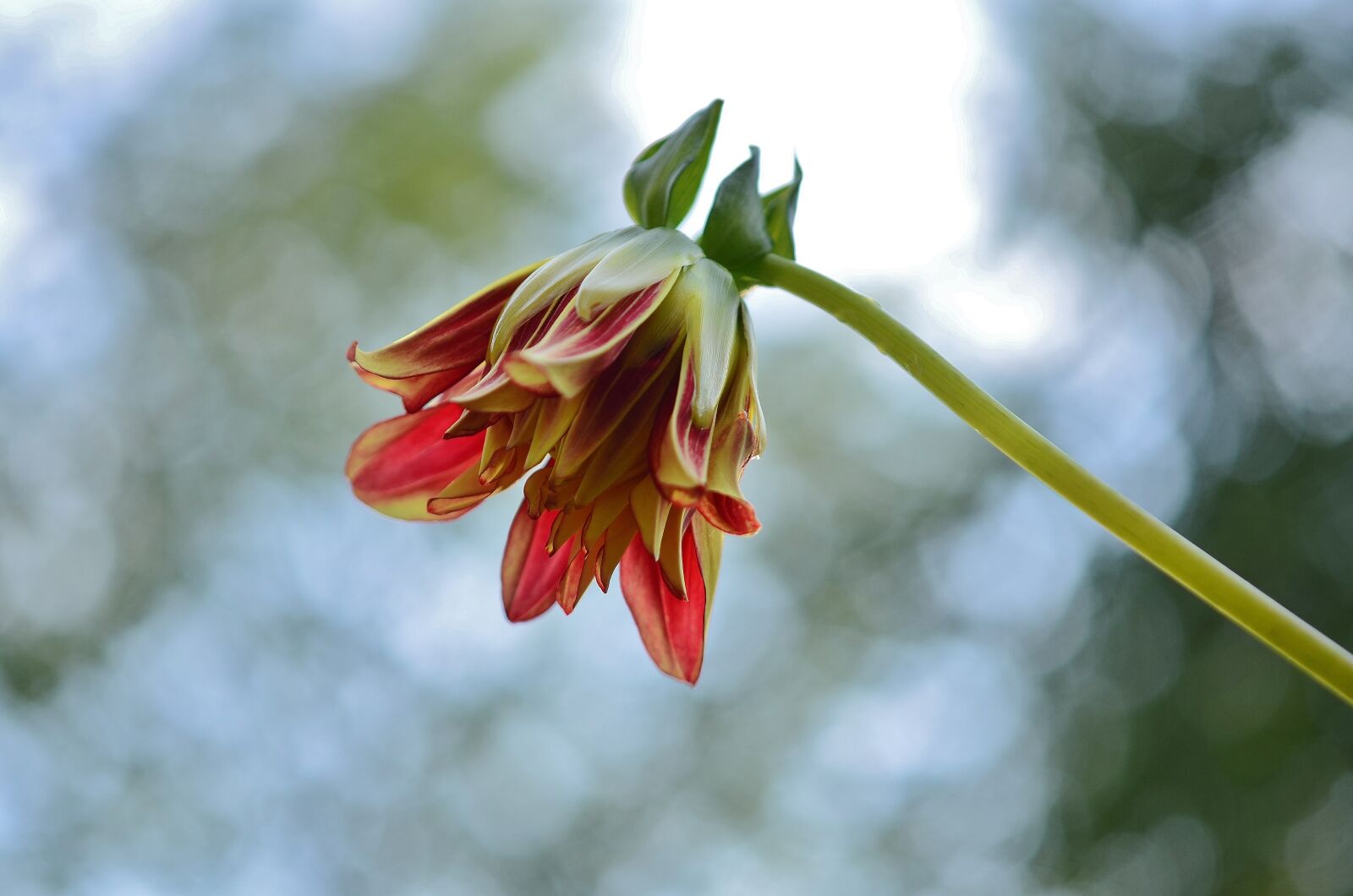 Nikon D7000 sample photo. Flower, natur, spring photography