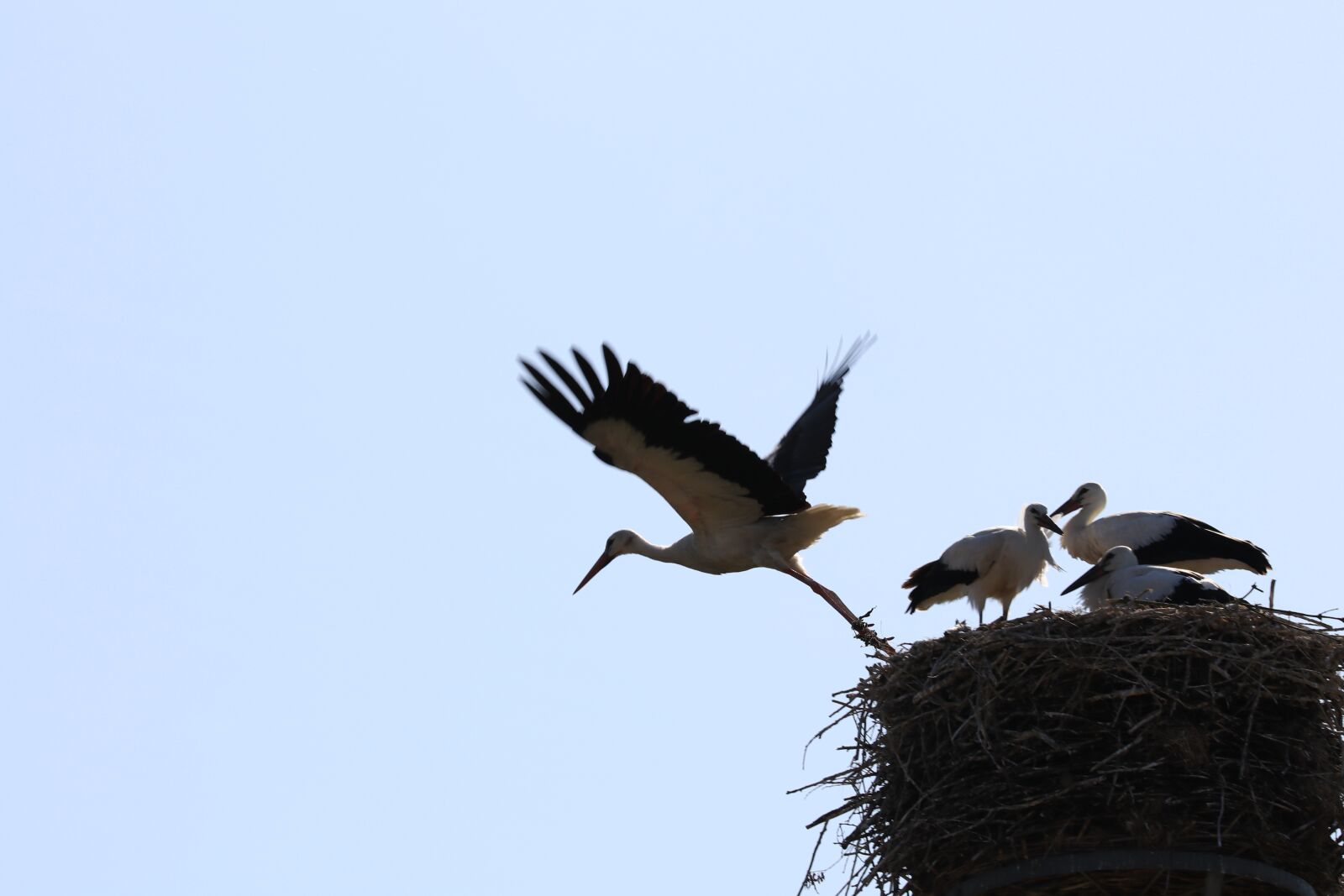 Sigma 100-400mm F5-6.3 DG OS HSM sample photo. Stork, flight, wing photography