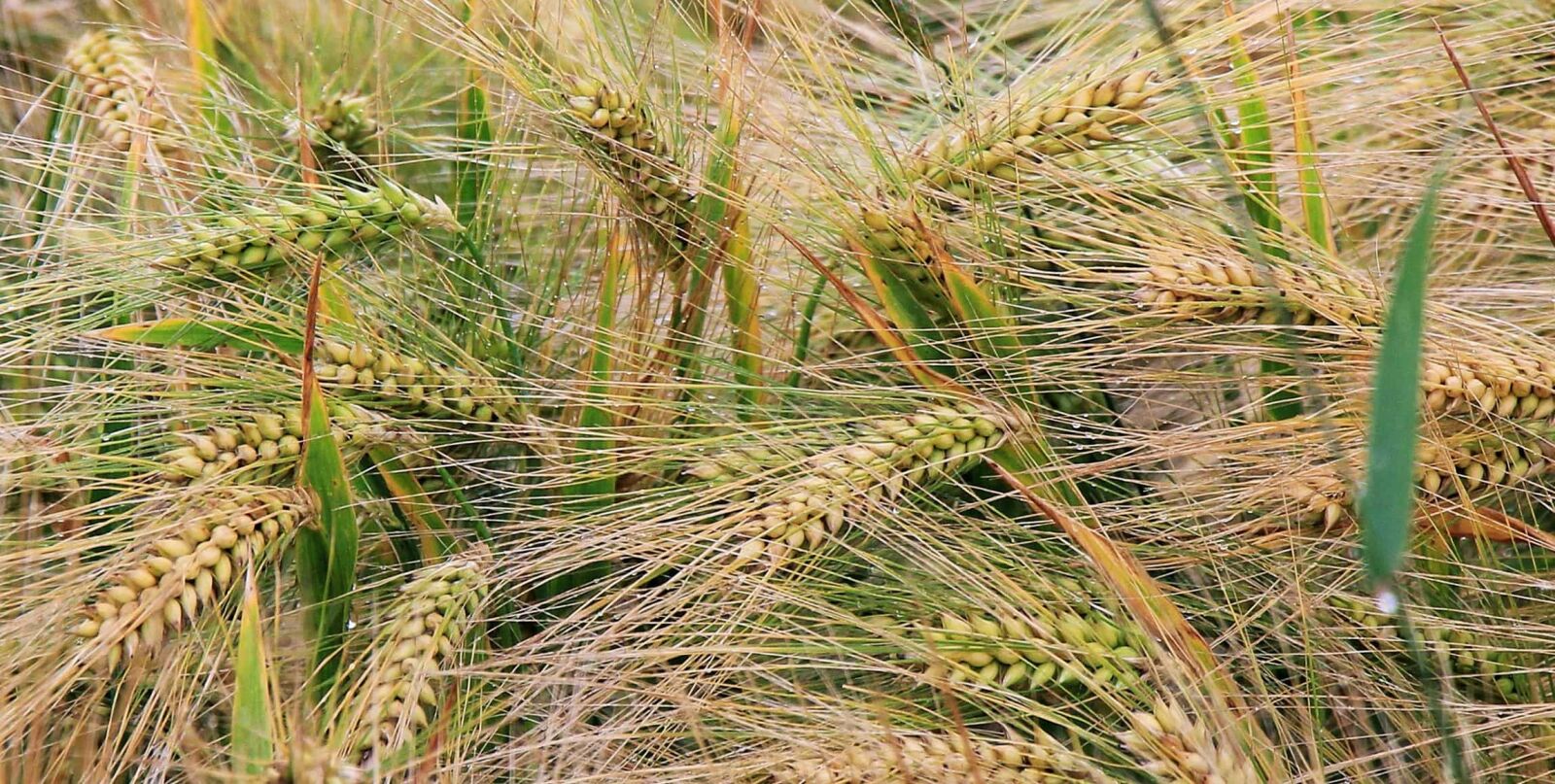 Canon EOS 550D (EOS Rebel T2i / EOS Kiss X4) sample photo. Rye, nature, straw, field photography