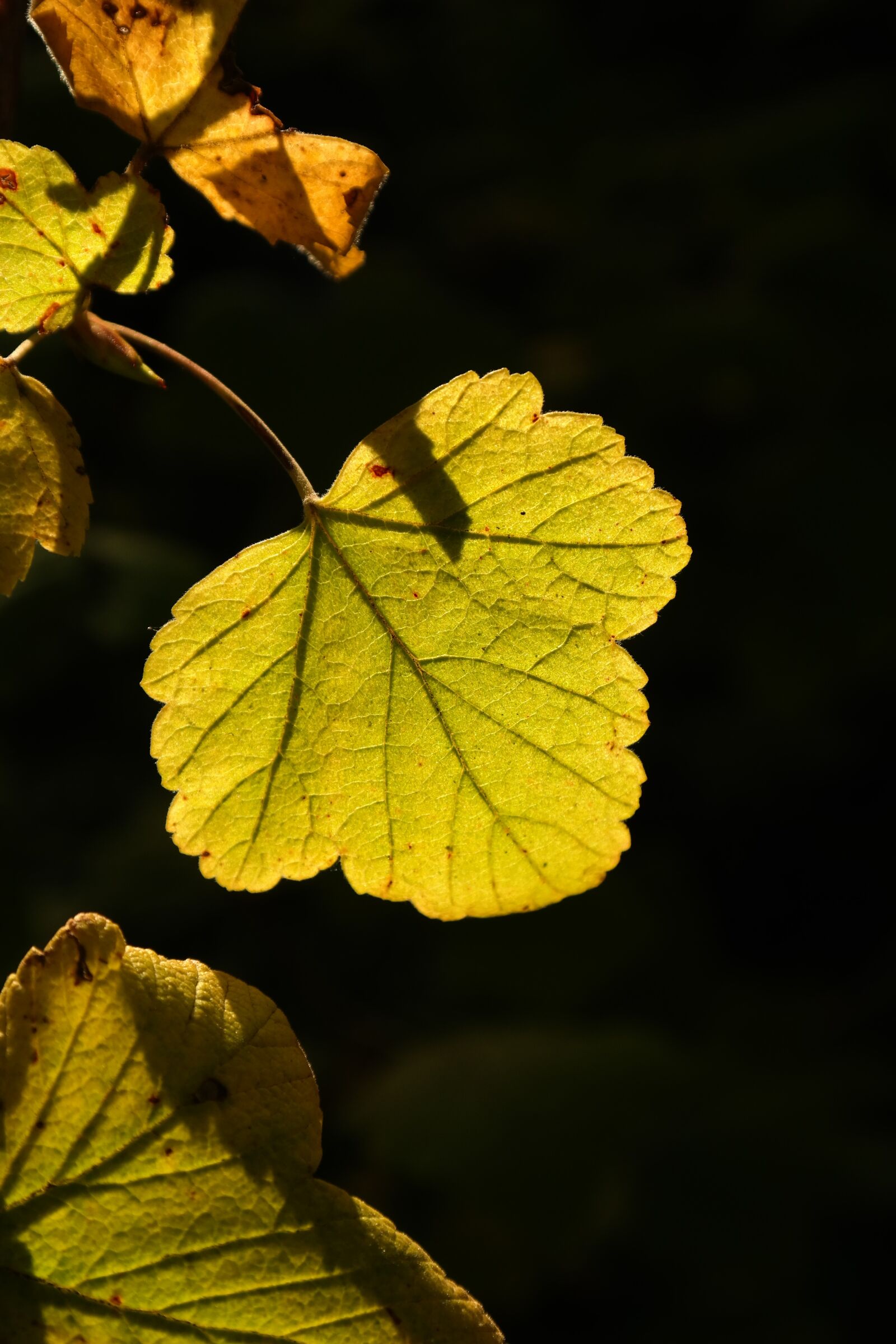 Samsung NX300 sample photo. Leaf, backlighting, bright photography