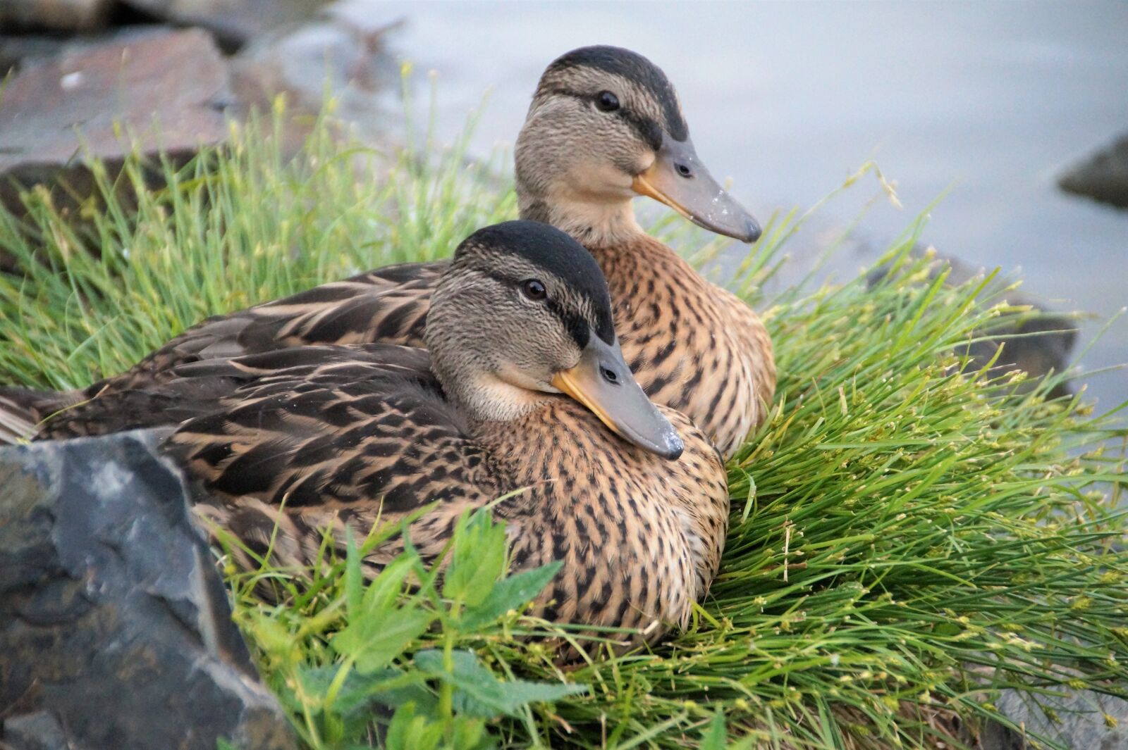 Sony SLT-A58 sample photo. Duck, wild, cub photography