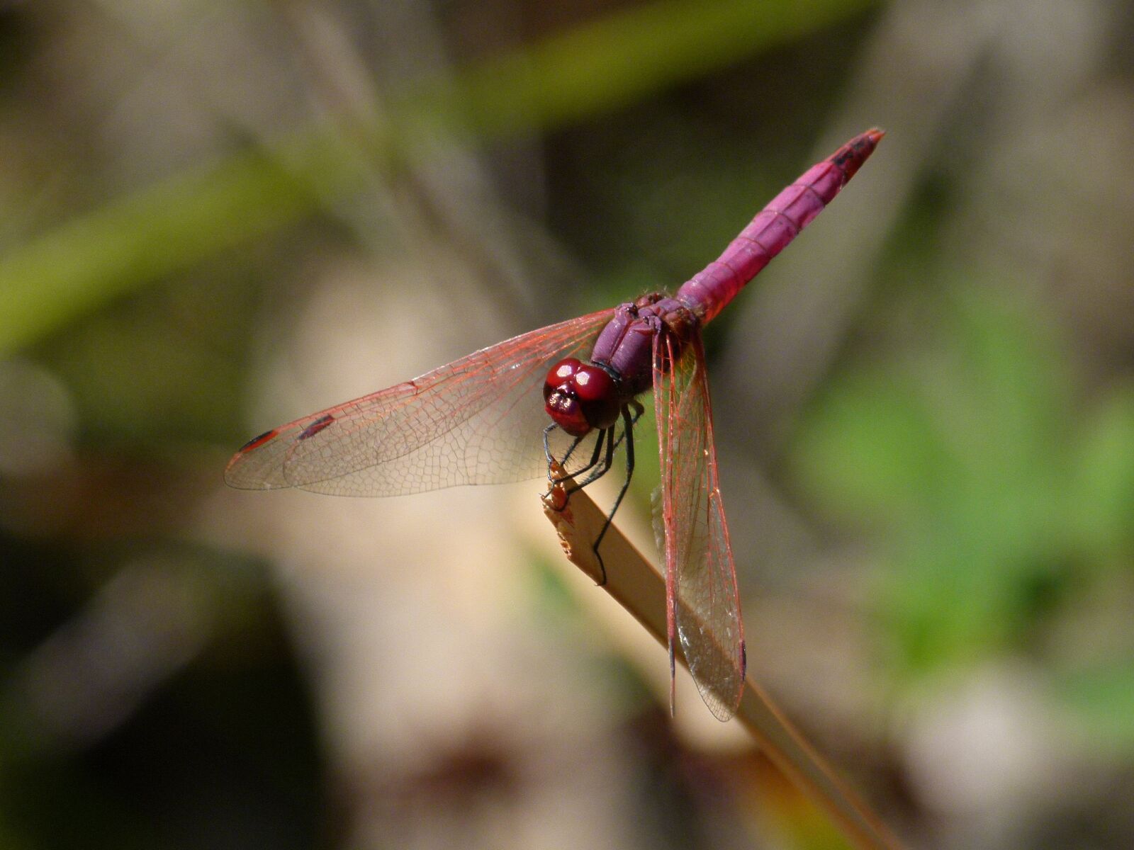 Leica V-Lux 2 sample photo. Dragonfly, dragonfly garnet, annulata photography