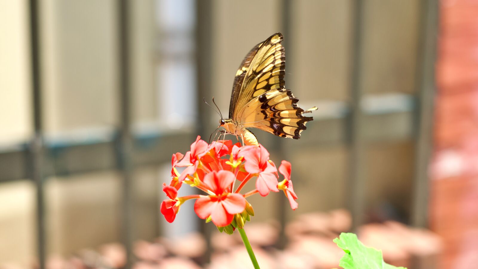 Nikon D7500 sample photo. Butterfly, spring, summer photography