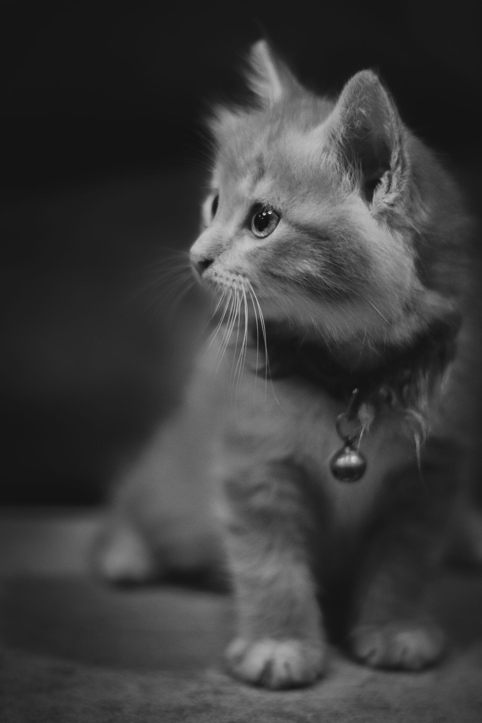 Nikon D500 sample photo. Cat, kitten, pet photography