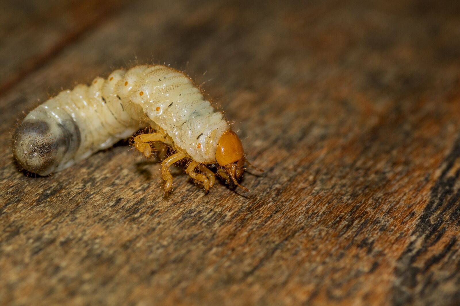 Canon EOS 7D Mark II sample photo. Larva, pest, aphid photography
