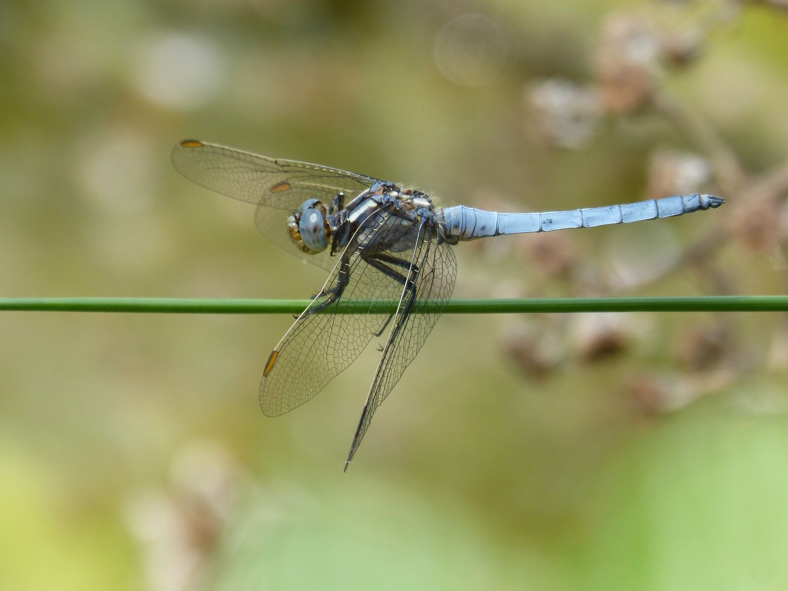Panasonic DMC-FZ62 sample photo. Dragonfly, orthetrum brunneum, blue photography