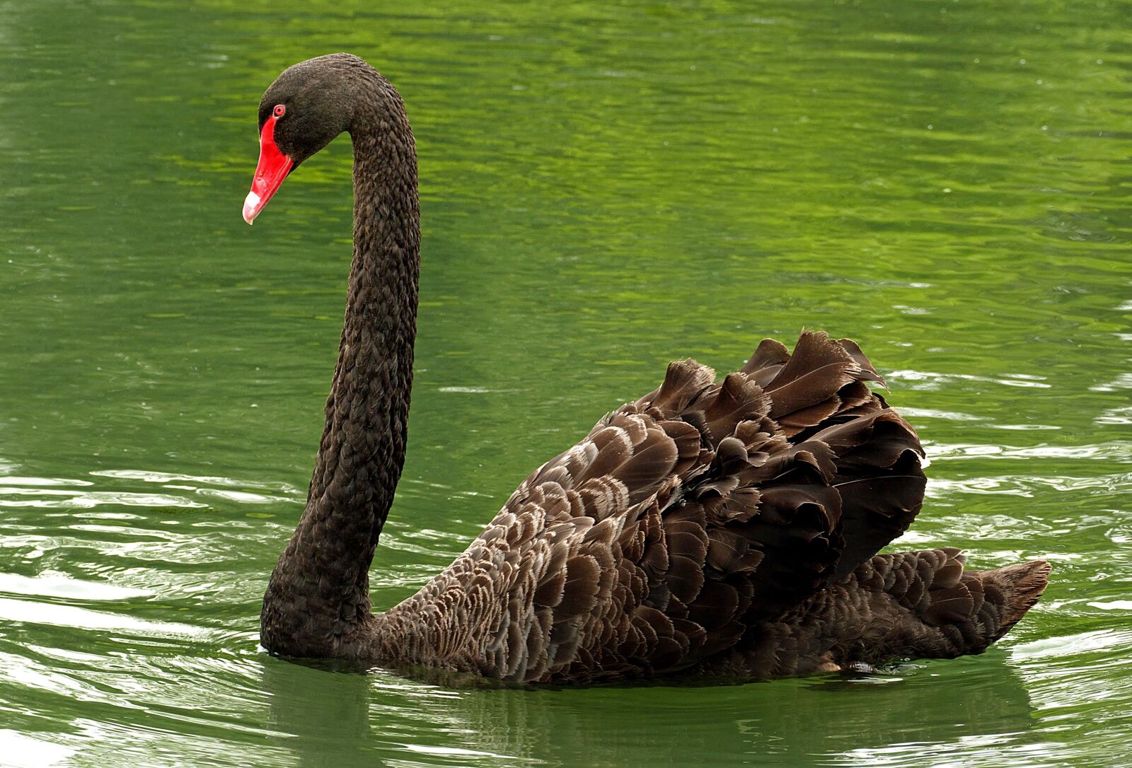 Panasonic Lumix DMC-FZ1000 sample photo. Swan, black, bird photography