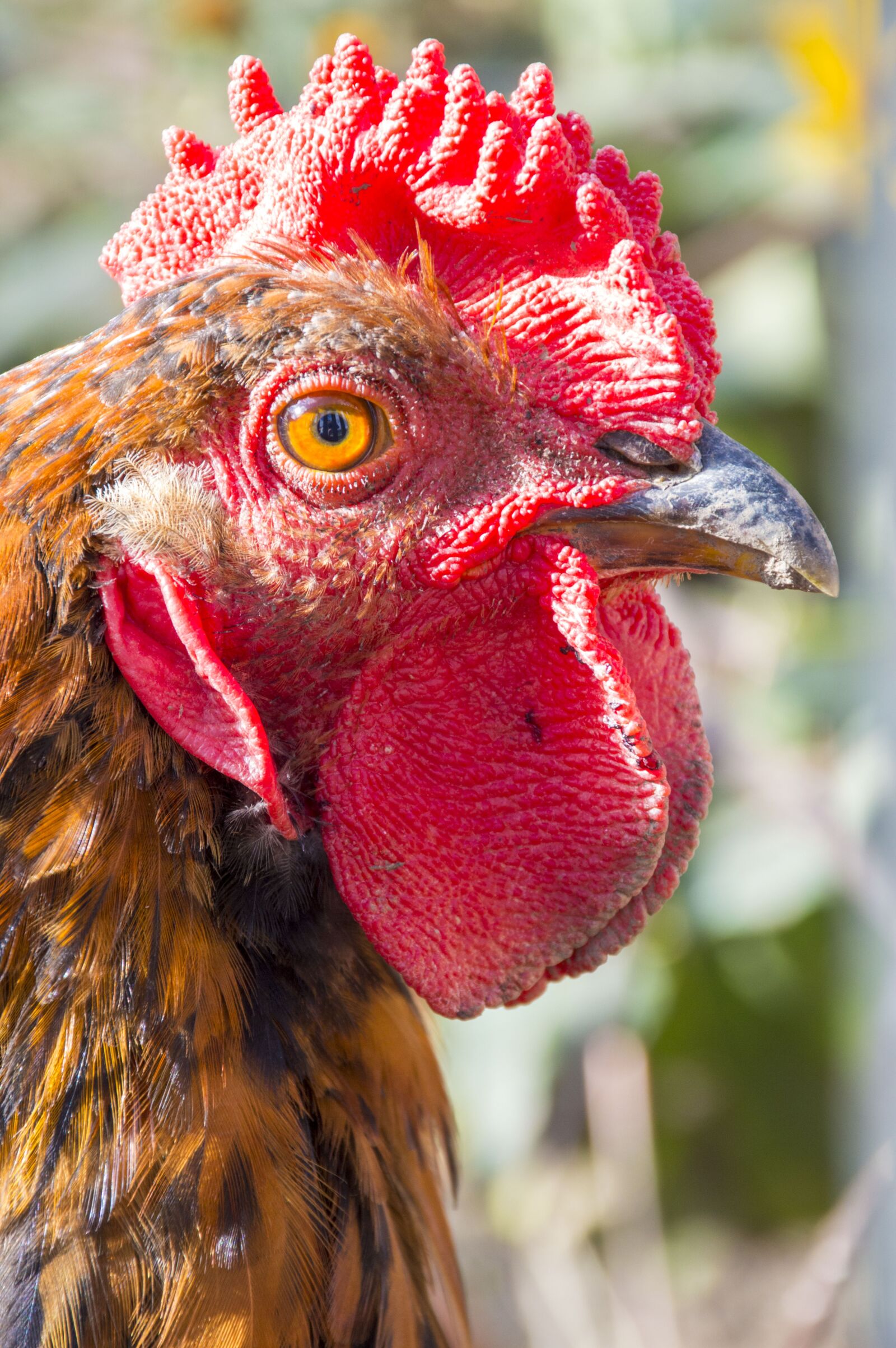 Nikon D3200 sample photo. Cock, crest, eyes photography