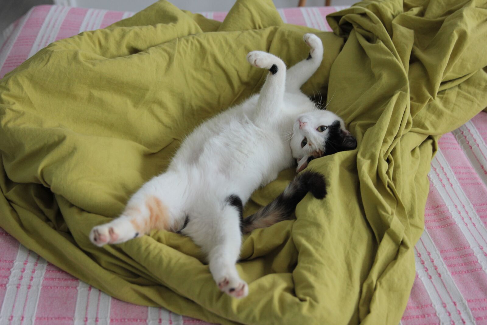 Canon EOS 550D (EOS Rebel T2i / EOS Kiss X4) sample photo. Cat, cats, animal photography