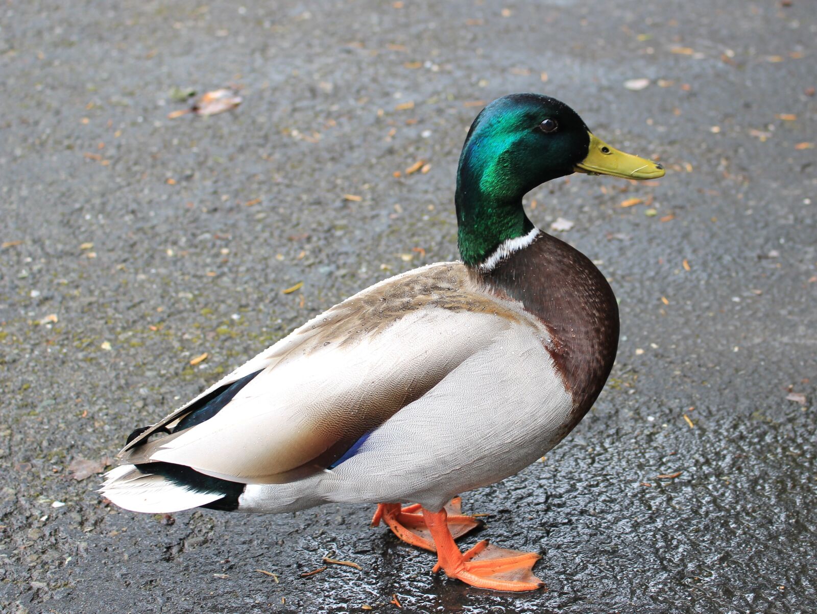 Canon EOS 100D (EOS Rebel SL1 / EOS Kiss X7) sample photo. Mallard, duck, bird photography