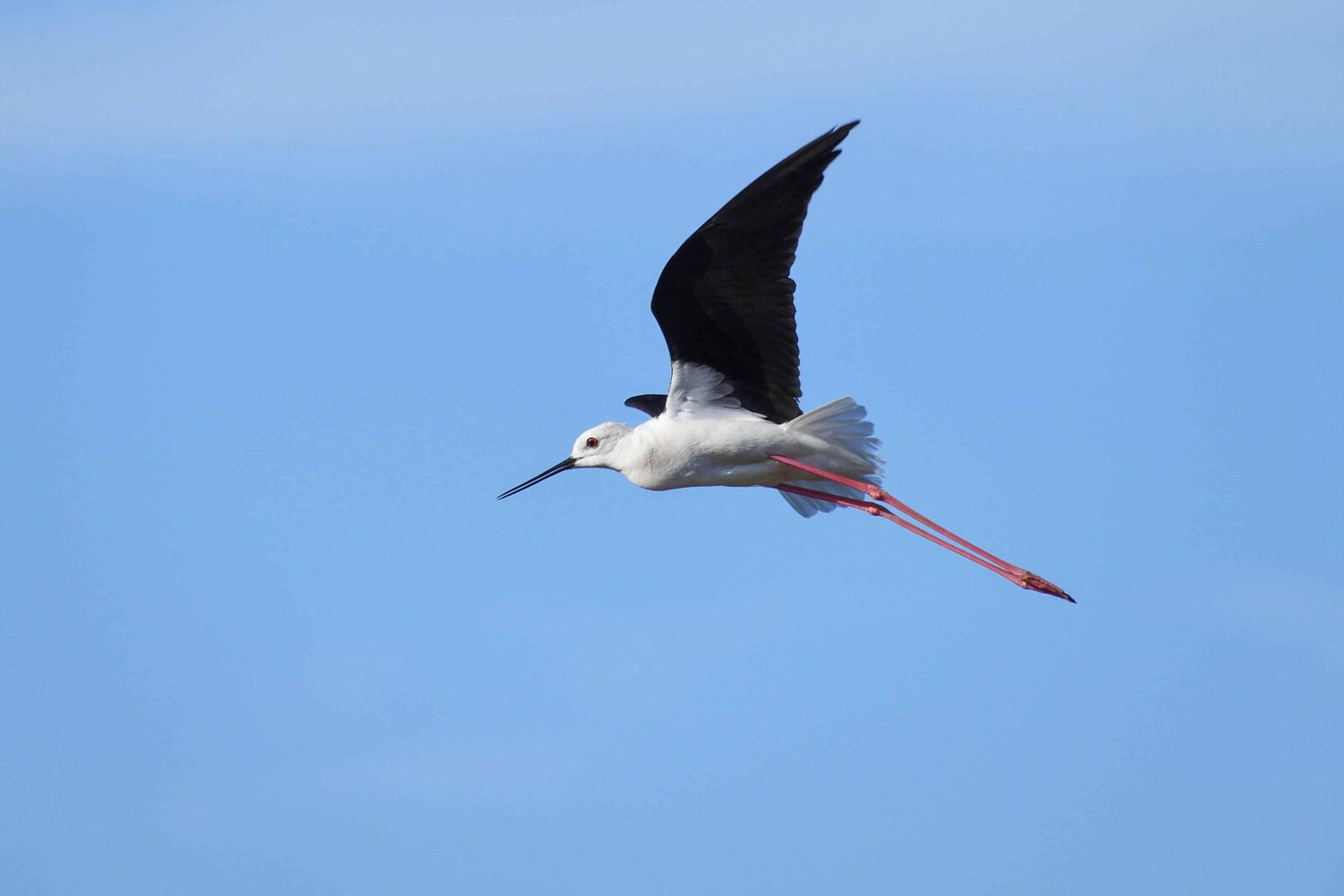 Nikon D500 sample photo. Blue sky, bird, wildlife photography