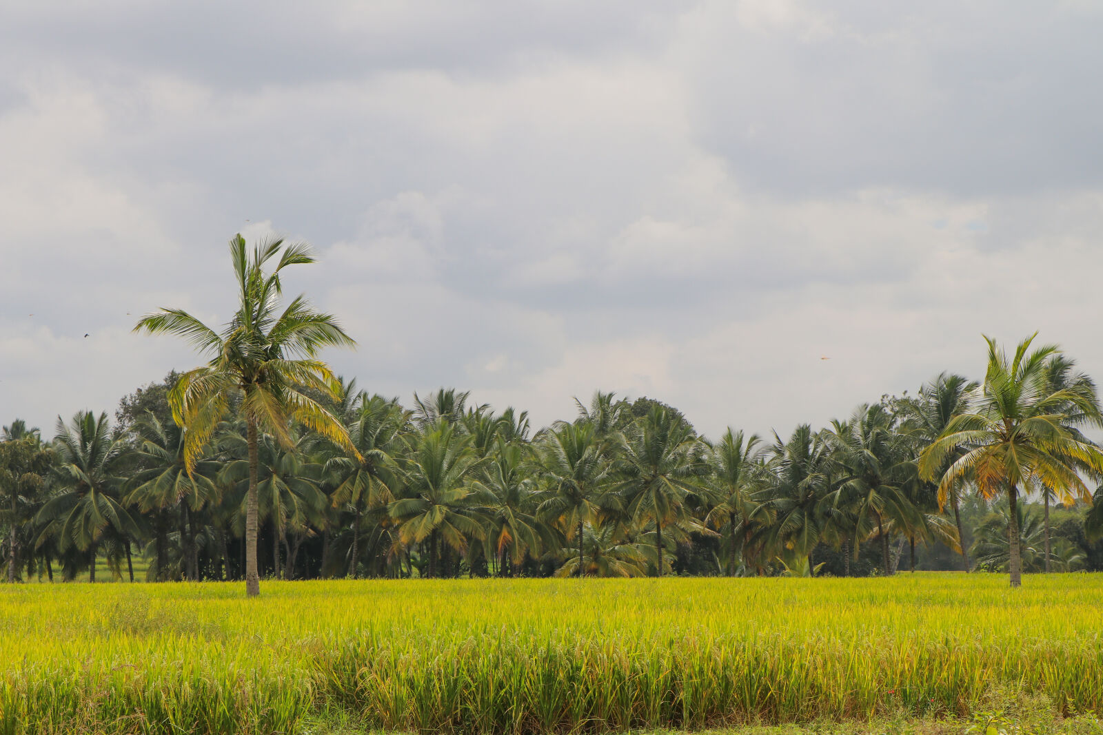 Canon EOS 80D sample photo. Green, rice, field, photo photography