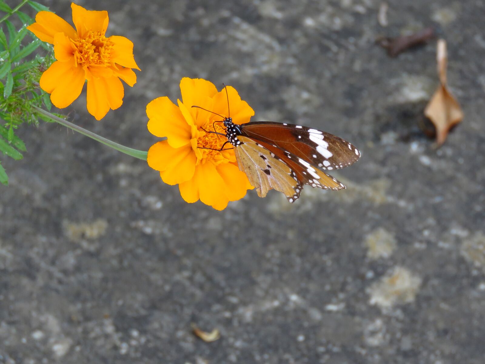 Canon PowerShot SX60 HS sample photo. Butterfly, insect, flying insect photography