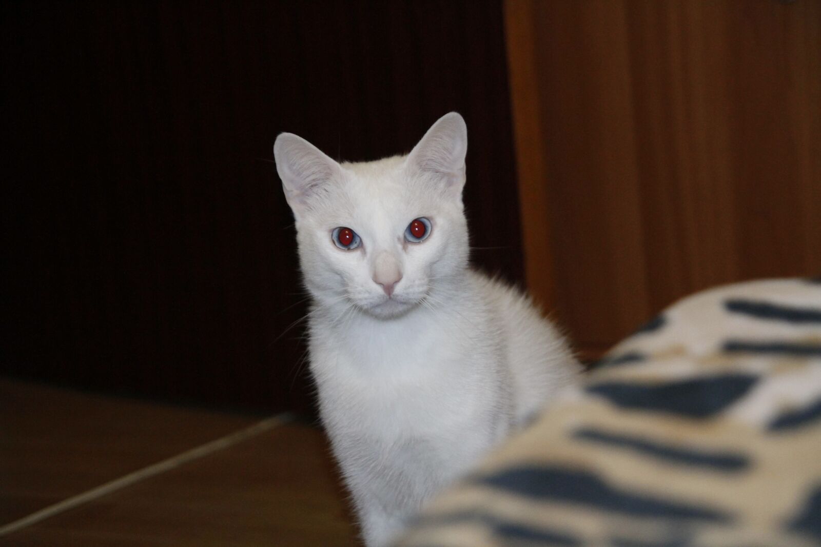 Canon EOS 7D sample photo. Home, cat, white photography