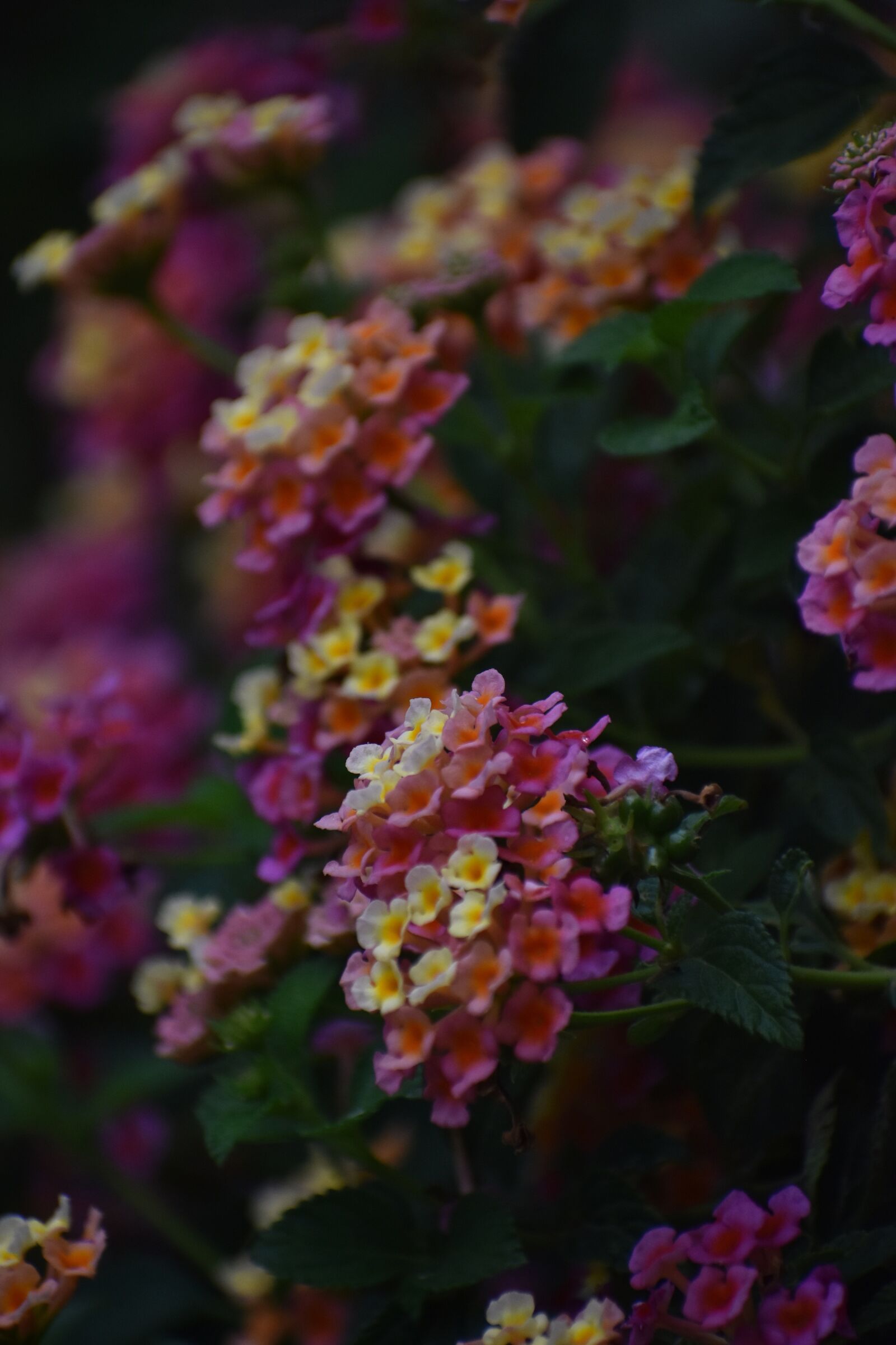 Nikon D3400 sample photo. Flower, nature, rose photography
