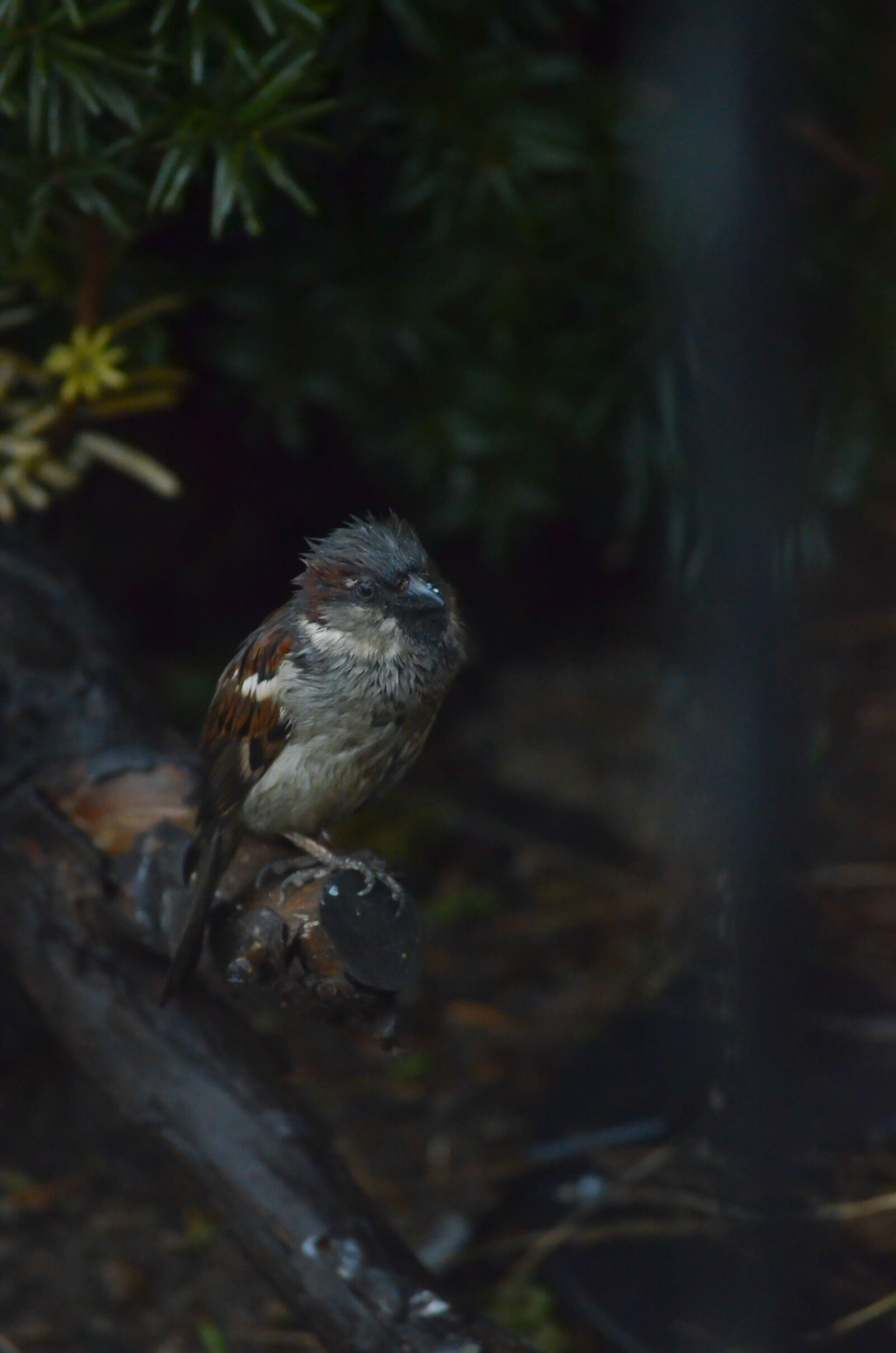 Nikon D5100 sample photo