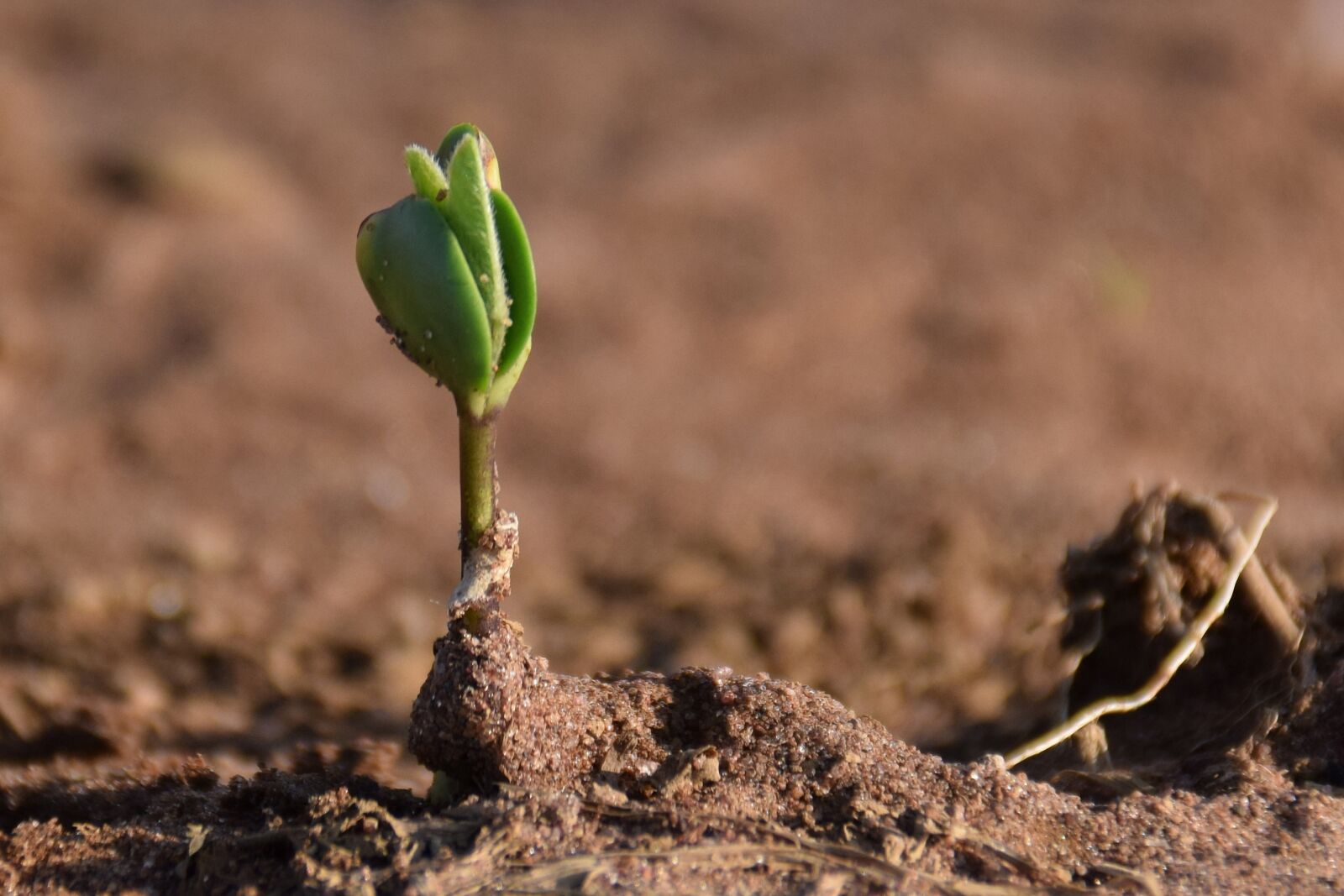 Nikon D5300 sample photo. Plant, bud, garden photography