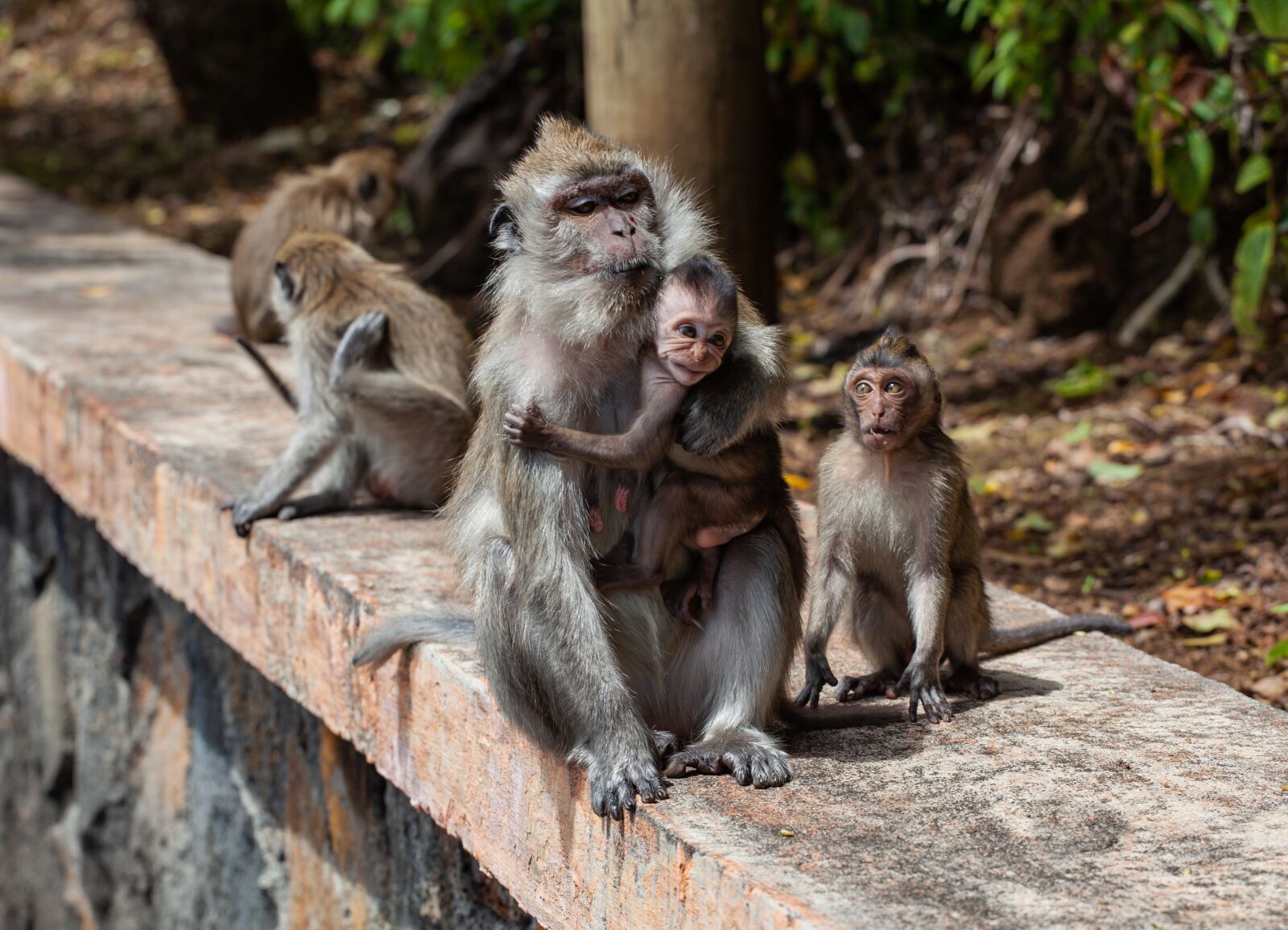 Canon EOS 5D Mark II + Canon EF 70-200mm F4L USM sample photo. Long tailed macaque, crab-eating photography