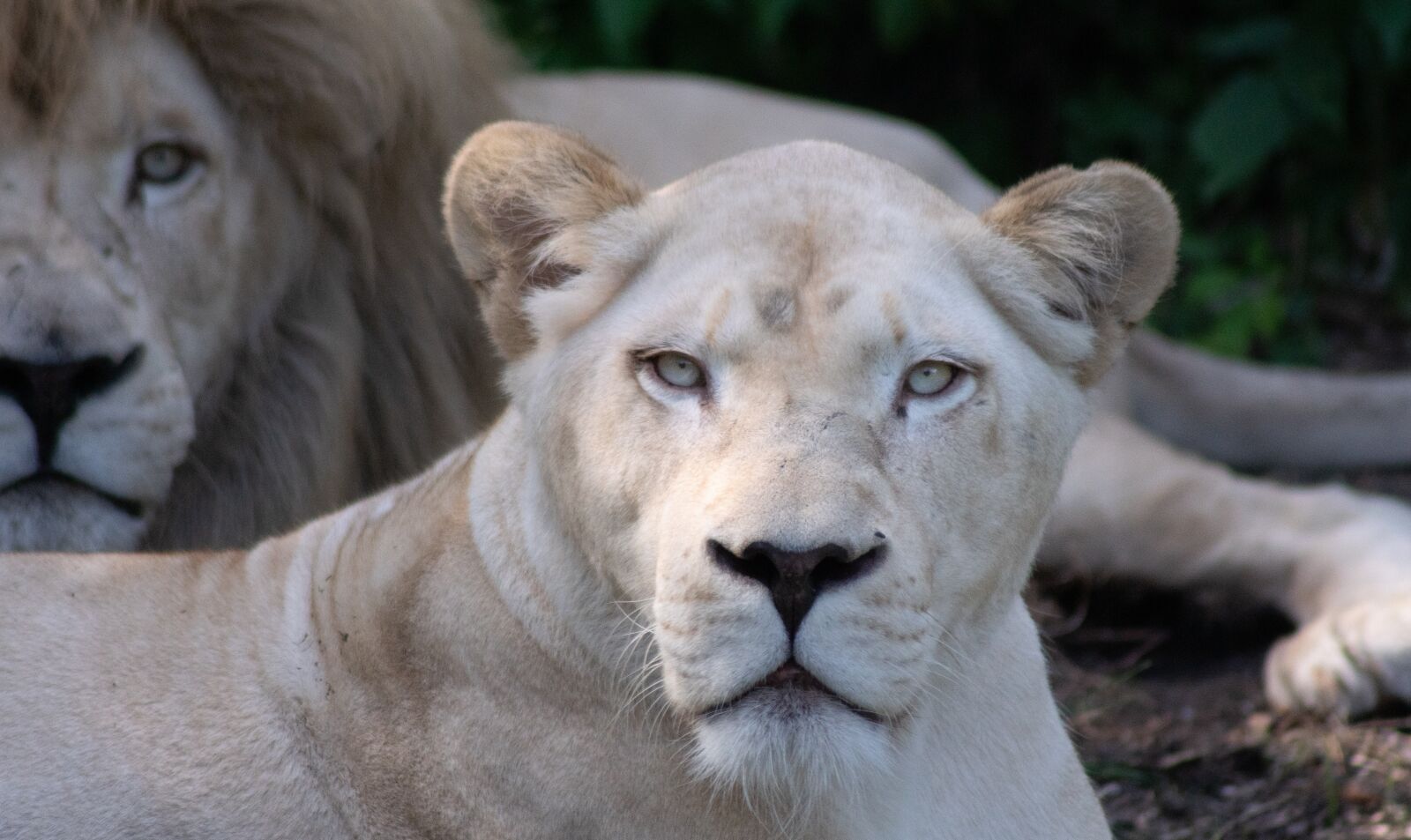 Sony ILCA-77M2 sample photo. Lion, lioness, predator photography